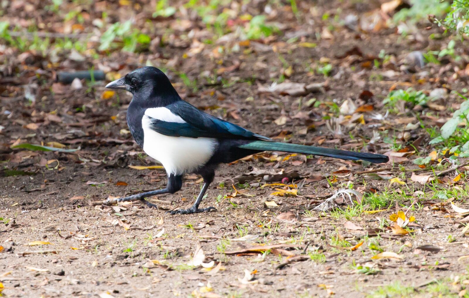 Canon EF 100-400mm F4.5-5.6L IS II USM sample photo. Magpie, grass, bird photography