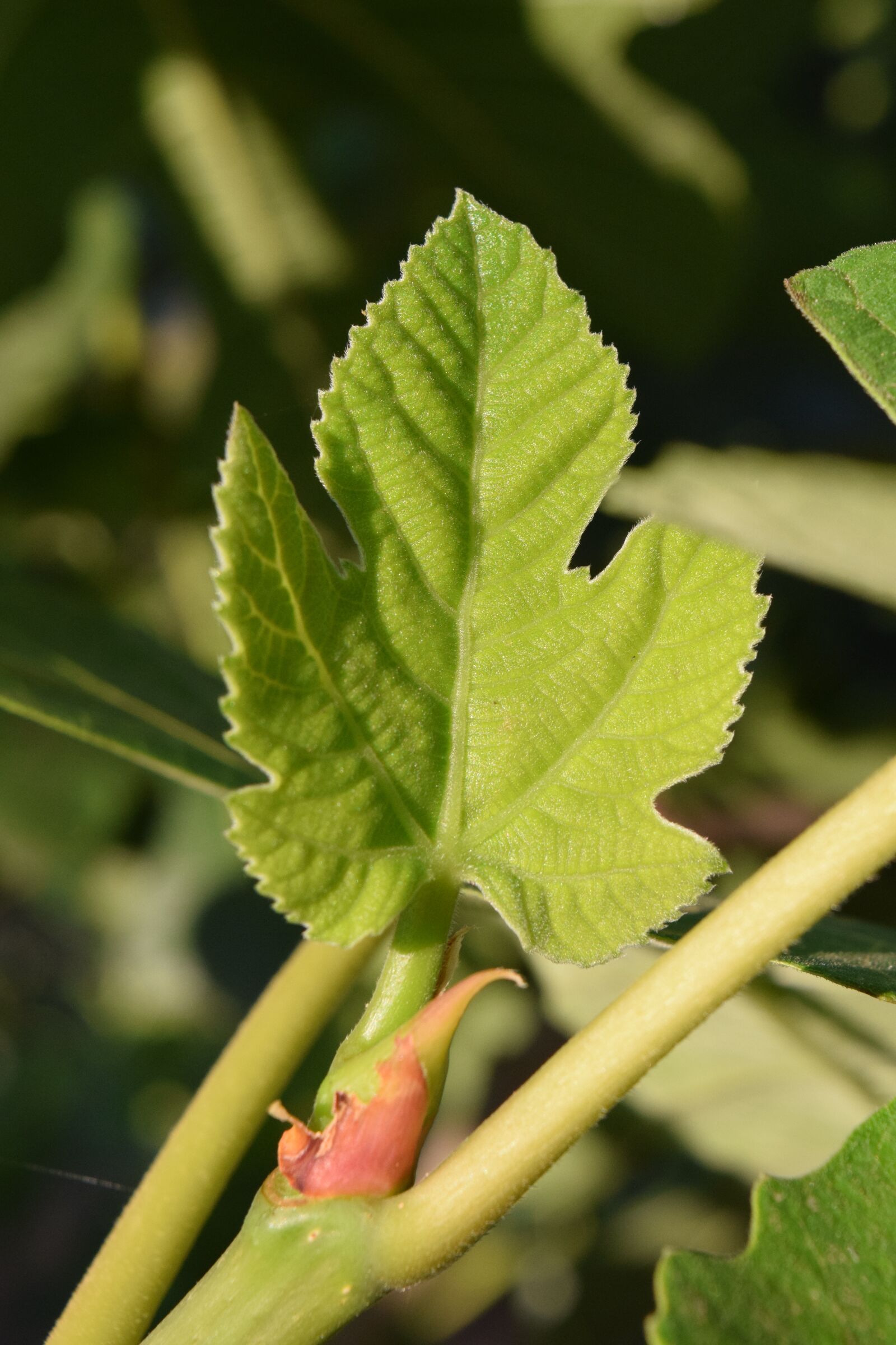 Nikon D3300 sample photo. Fig leaf, young, leaf photography