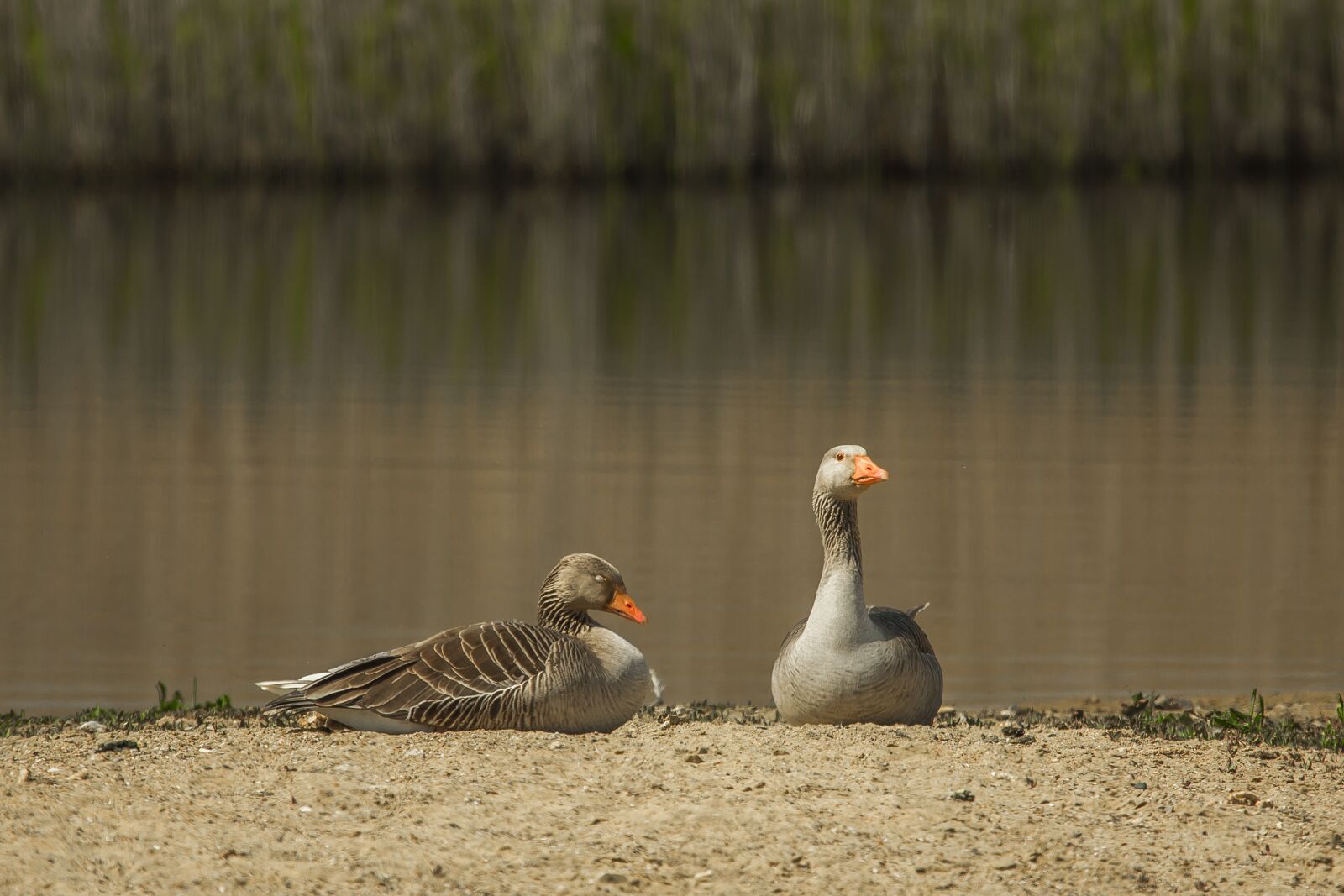 Canon EOS 60D + Canon EF 100-400mm F4.5-5.6L IS USM sample photo. Wild goose, water, nature photography