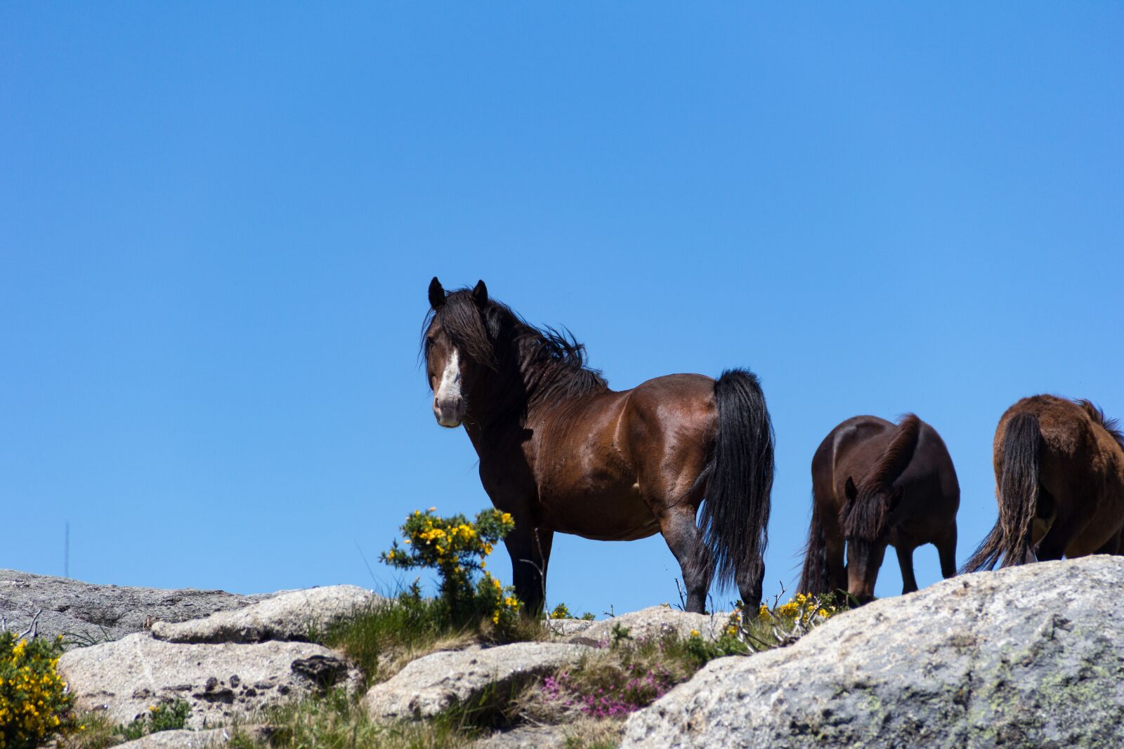 Canon EOS 60D sample photo. Horses, nature, horse photography