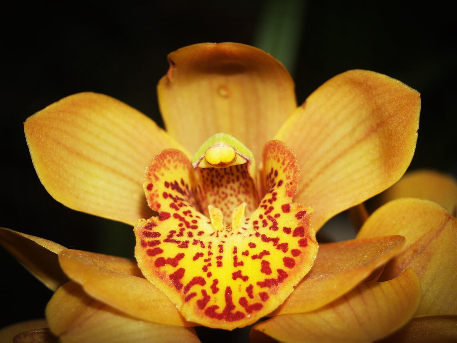 Olympus E-300 (EVOLT E-300) sample photo. Flower, orchid, tropical photography