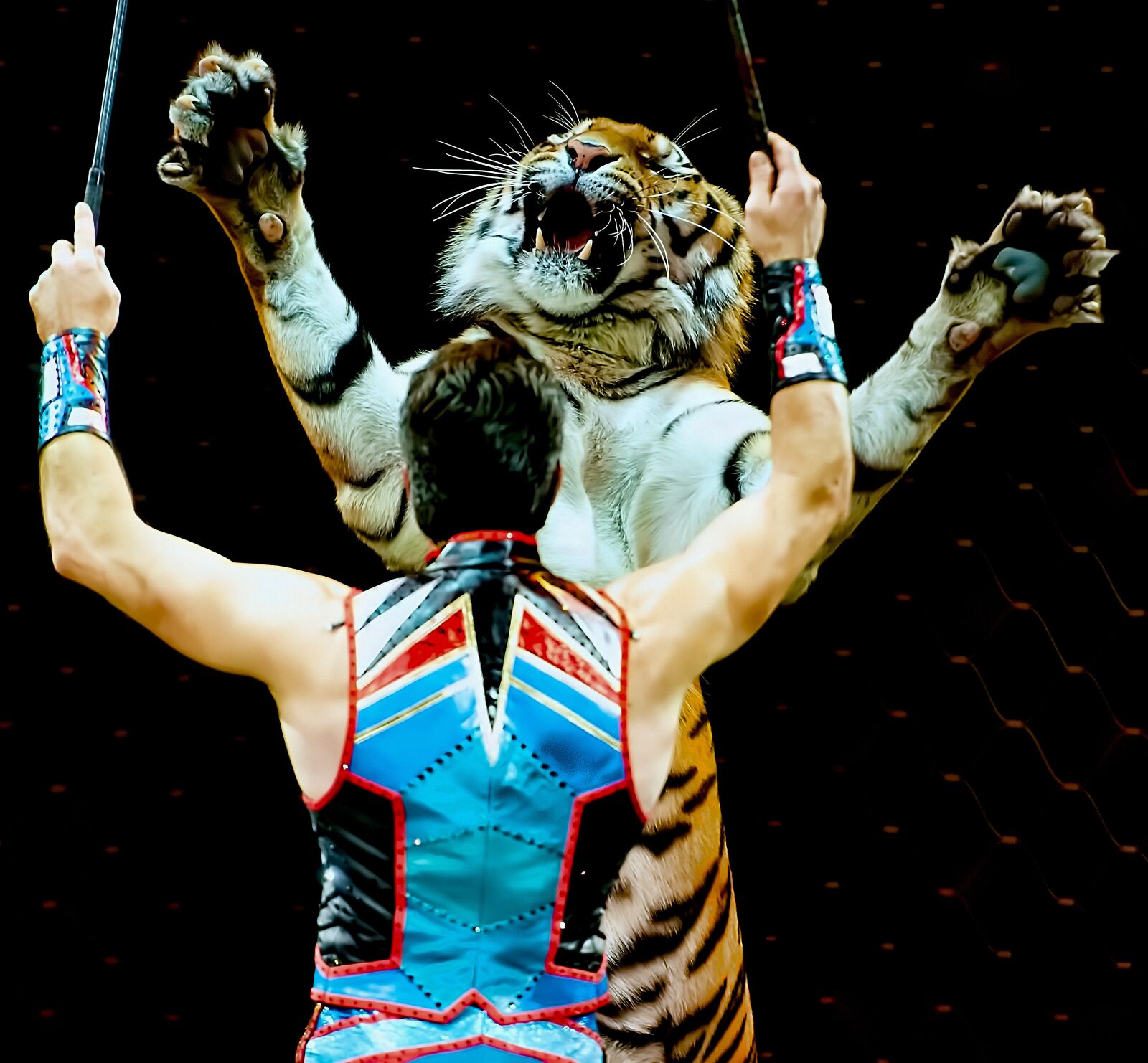 Nikon D800 sample photo. Circus, entertainment, tiger photography