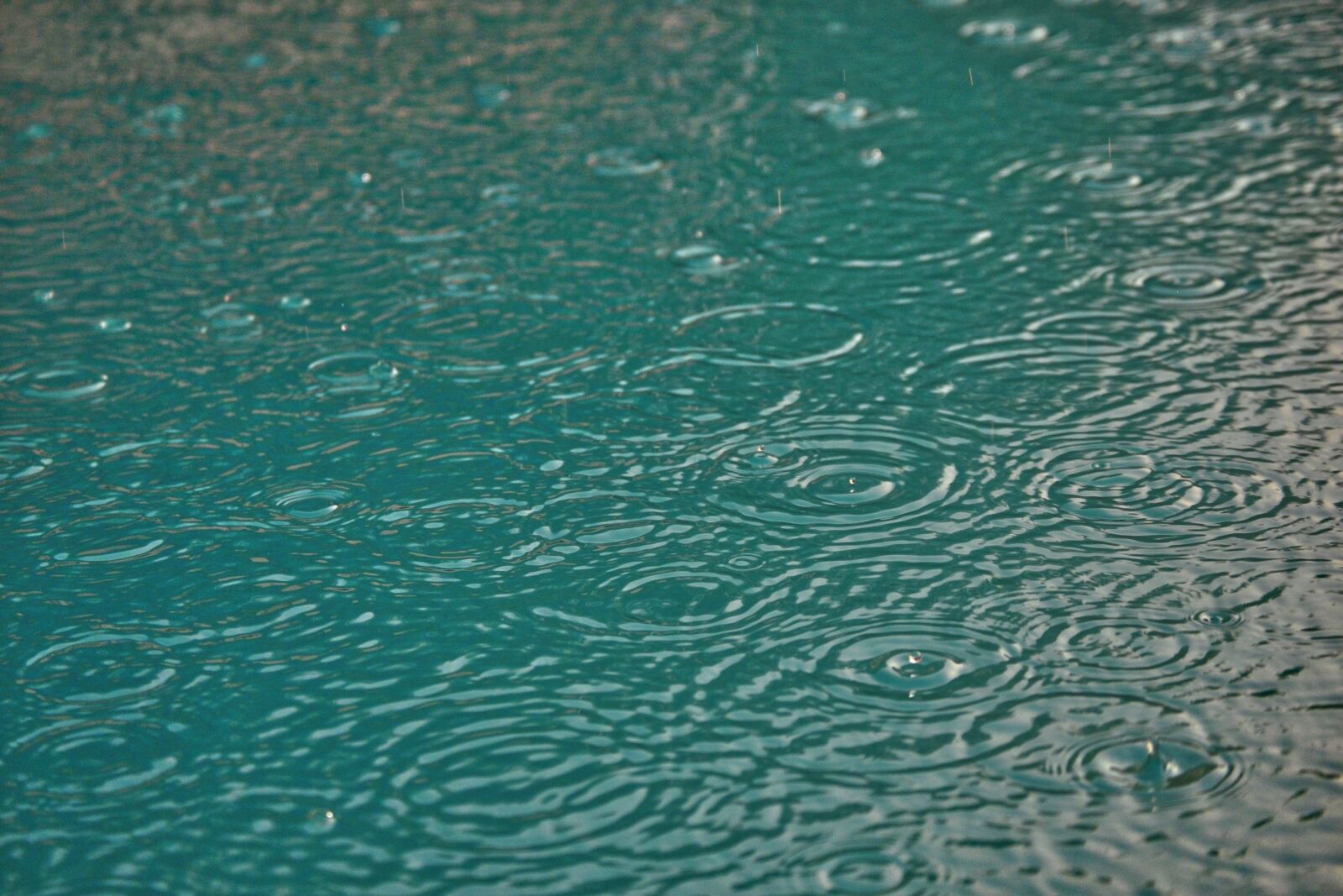Nikon D3100 sample photo. Rain, water, drops photography