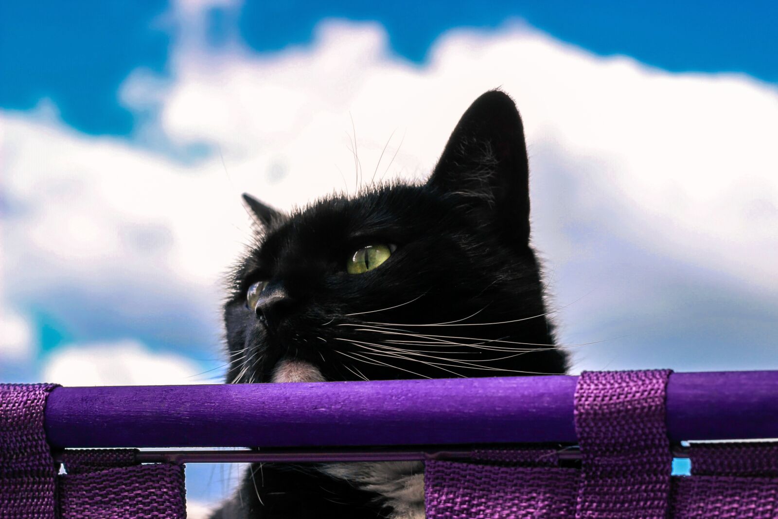 Canon EOS 600D (Rebel EOS T3i / EOS Kiss X5) + Canon EF 50mm F1.8 II sample photo. Cat, pet, basket photography