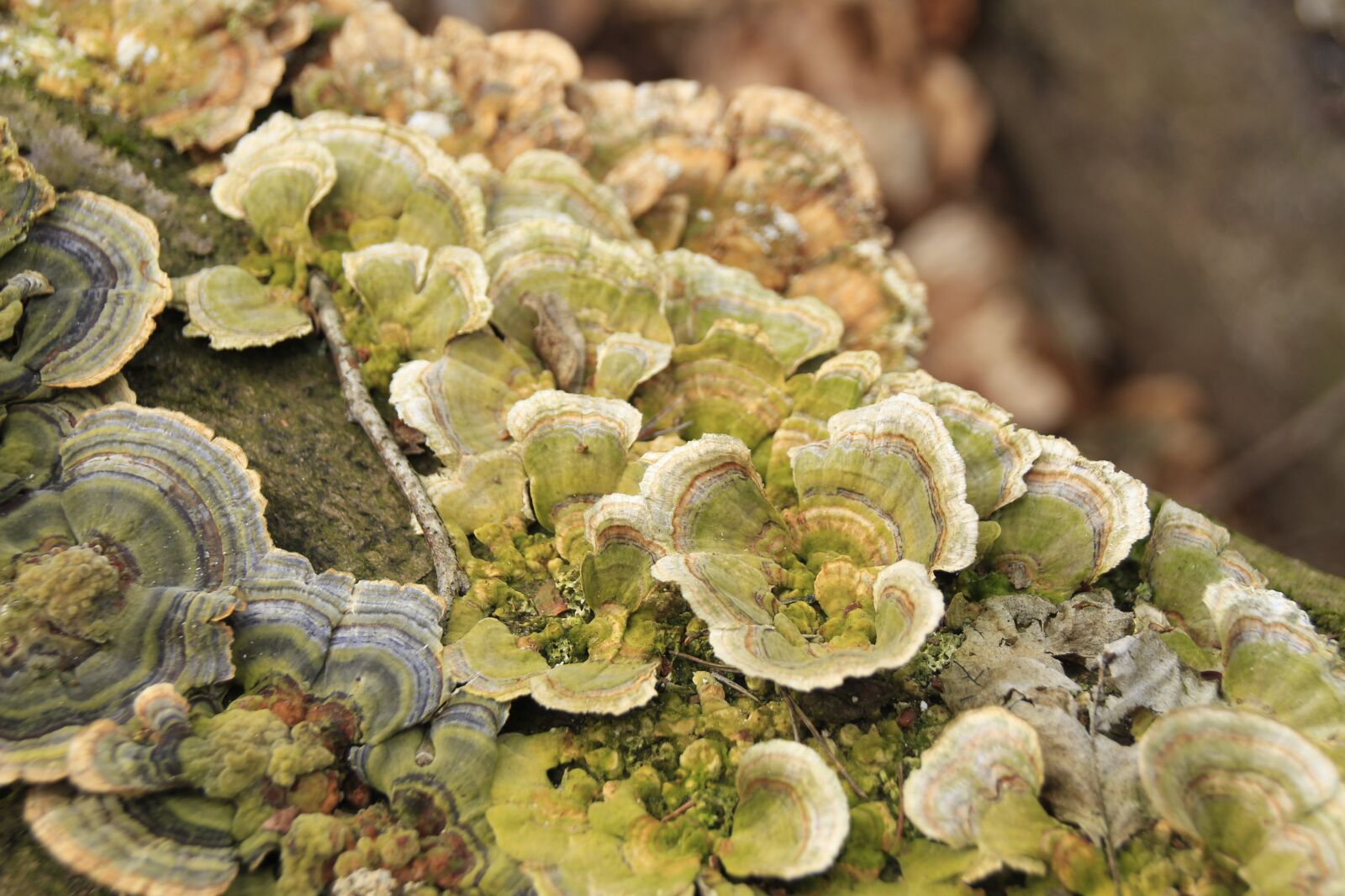Canon EOS 700D (EOS Rebel T5i / EOS Kiss X7i) sample photo. Weave, lichen, tree photography