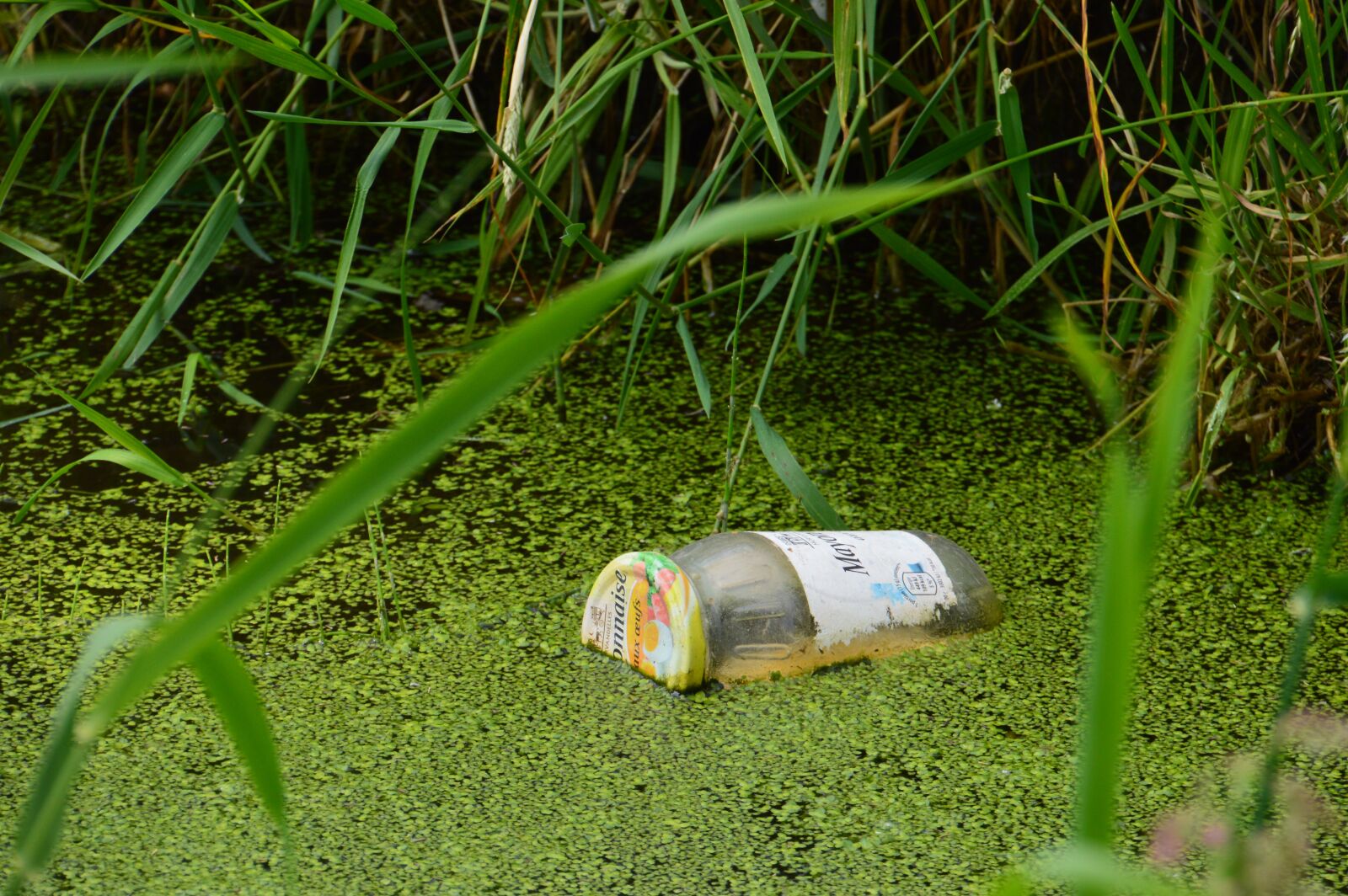 Nikon D3200 sample photo. Pollution, jar, mayonnaise photography