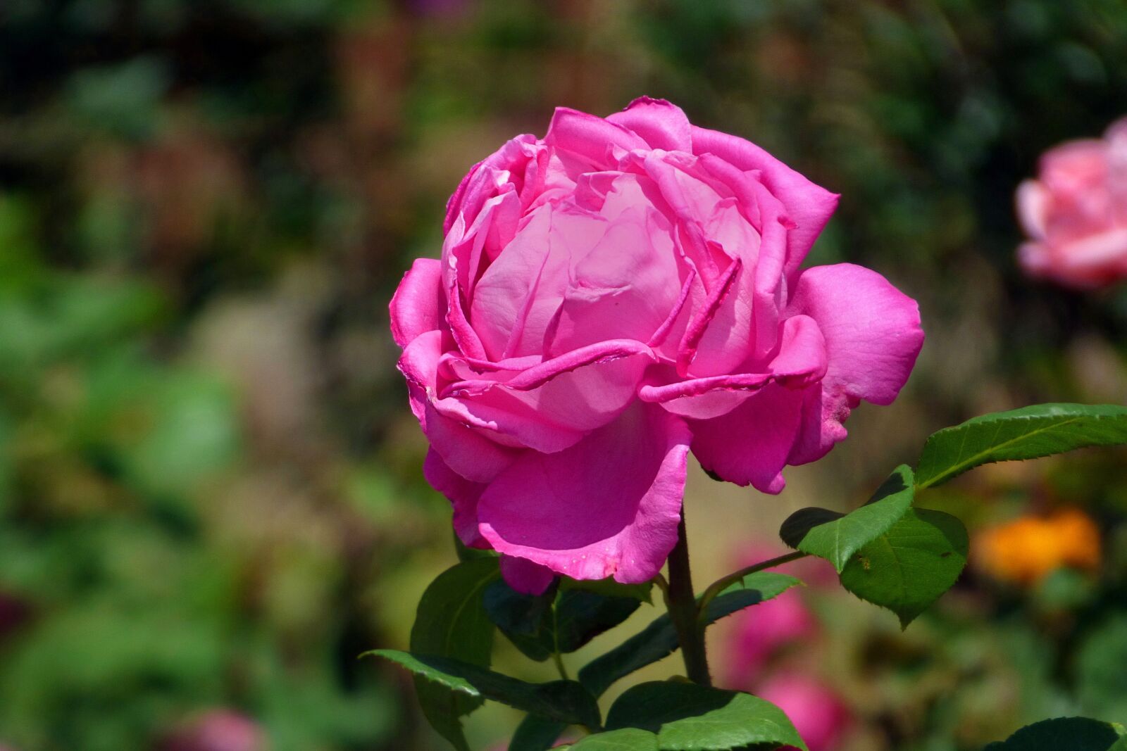 Panasonic Lumix DMC-FZ70 sample photo. Rosa, pink, flower photography