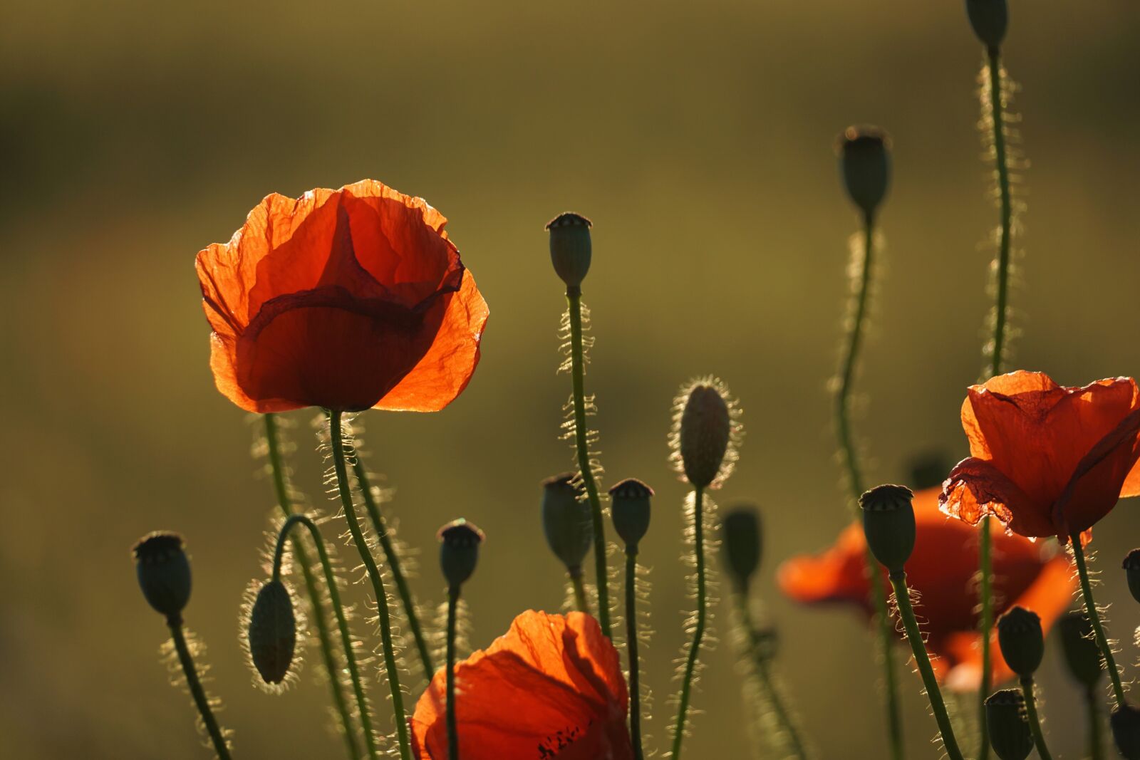 Sony E 70-350mm F4.5-6.3 G OSS sample photo. Poppies, sunset, field of photography