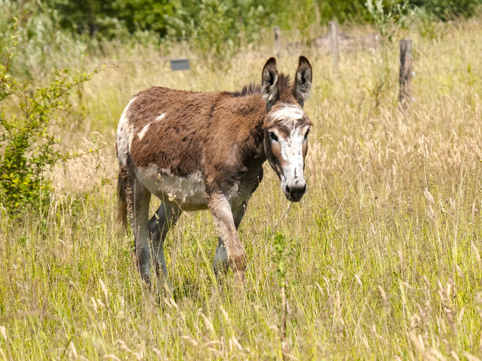 Olympus E-3 sample photo. Donkey, livestock, animal photography