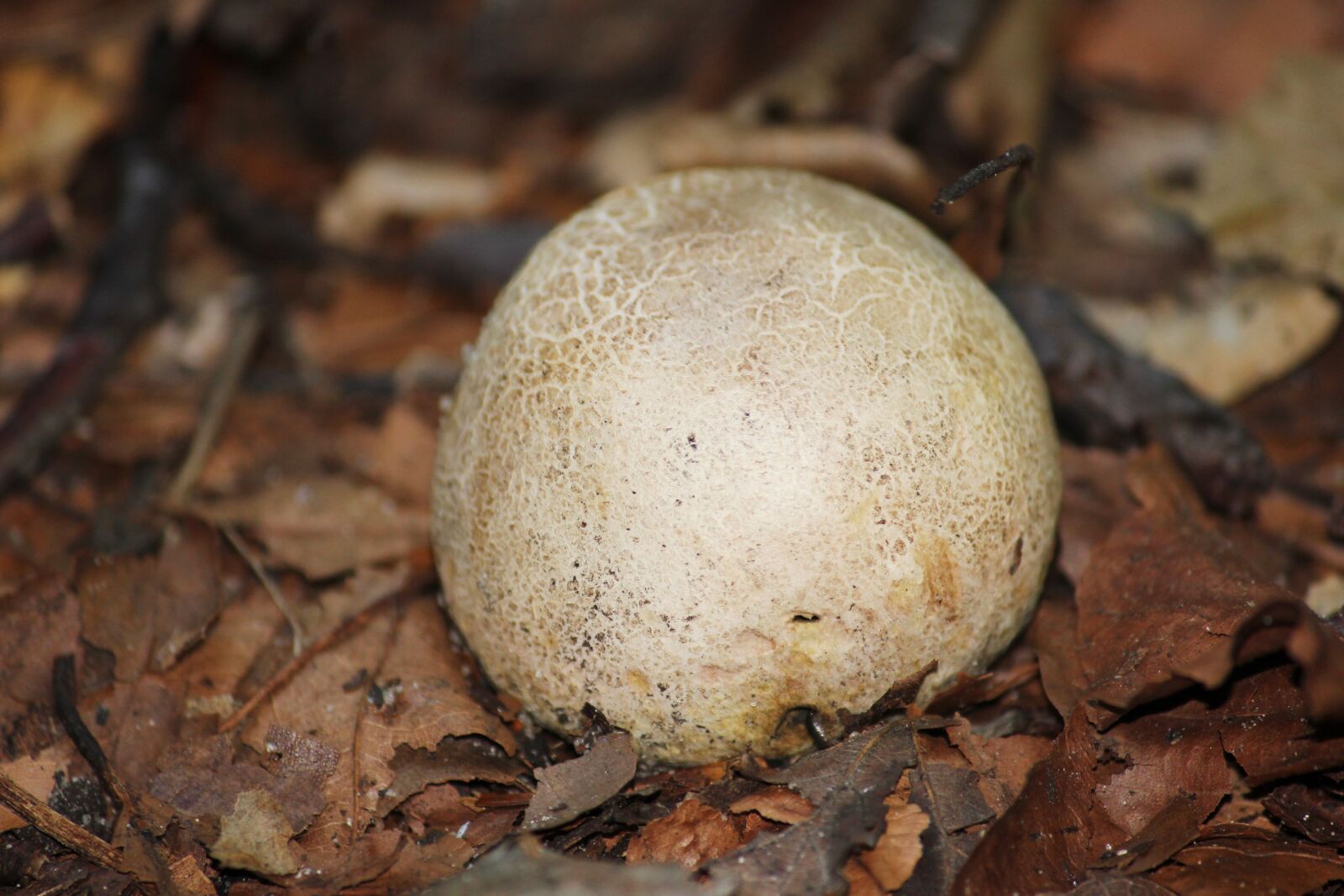 Canon EOS 550D (EOS Rebel T2i / EOS Kiss X4) sample photo. Citrinum, mushroom, bovist photography