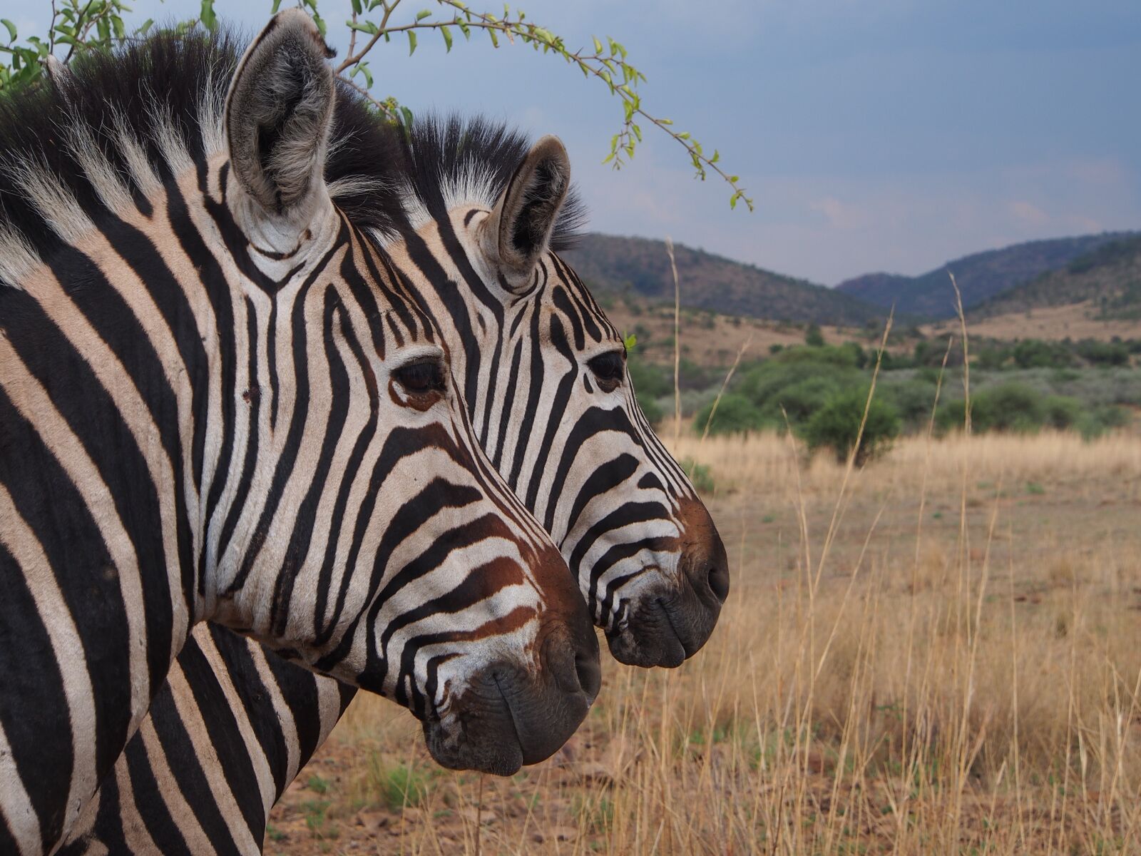 Olympus OM-D E-M5 sample photo. Zebra, national park, safari photography