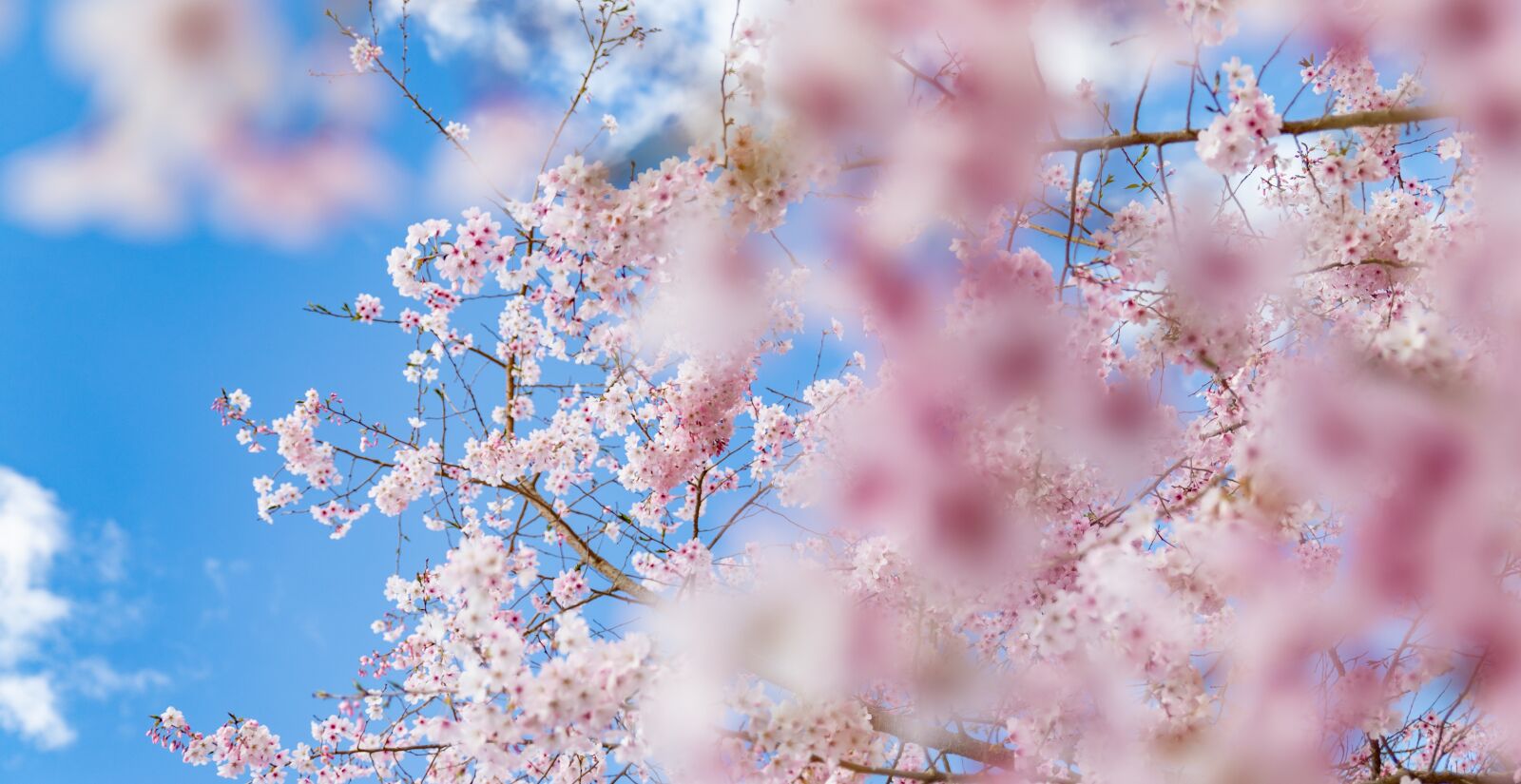 Canon EOS 6D Mark II sample photo. Spring, blossom, flower photography