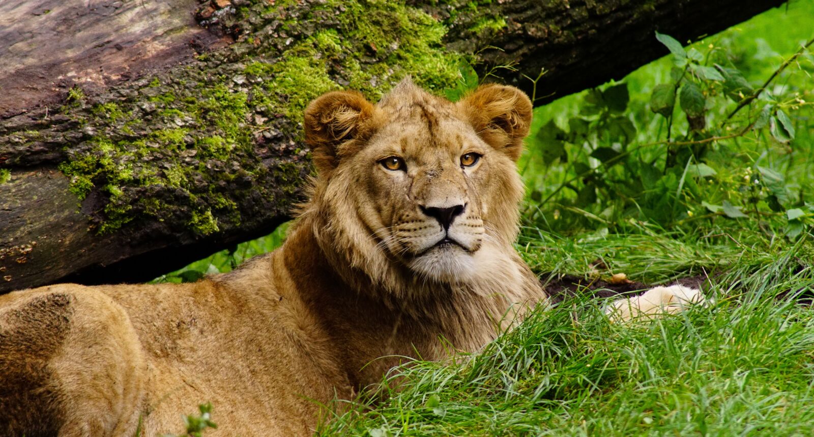 Sony ILCA-77M2 sample photo. Lion, cat, animal world photography