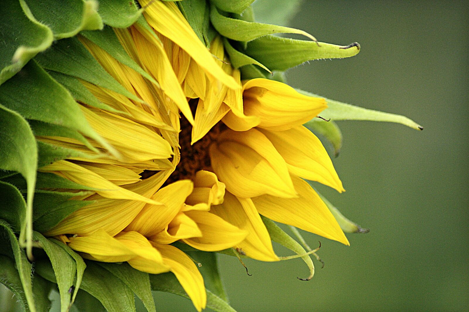 Canon EOS 350D (EOS Digital Rebel XT / EOS Kiss Digital N) sample photo. Yellow, sunflower, summer photography