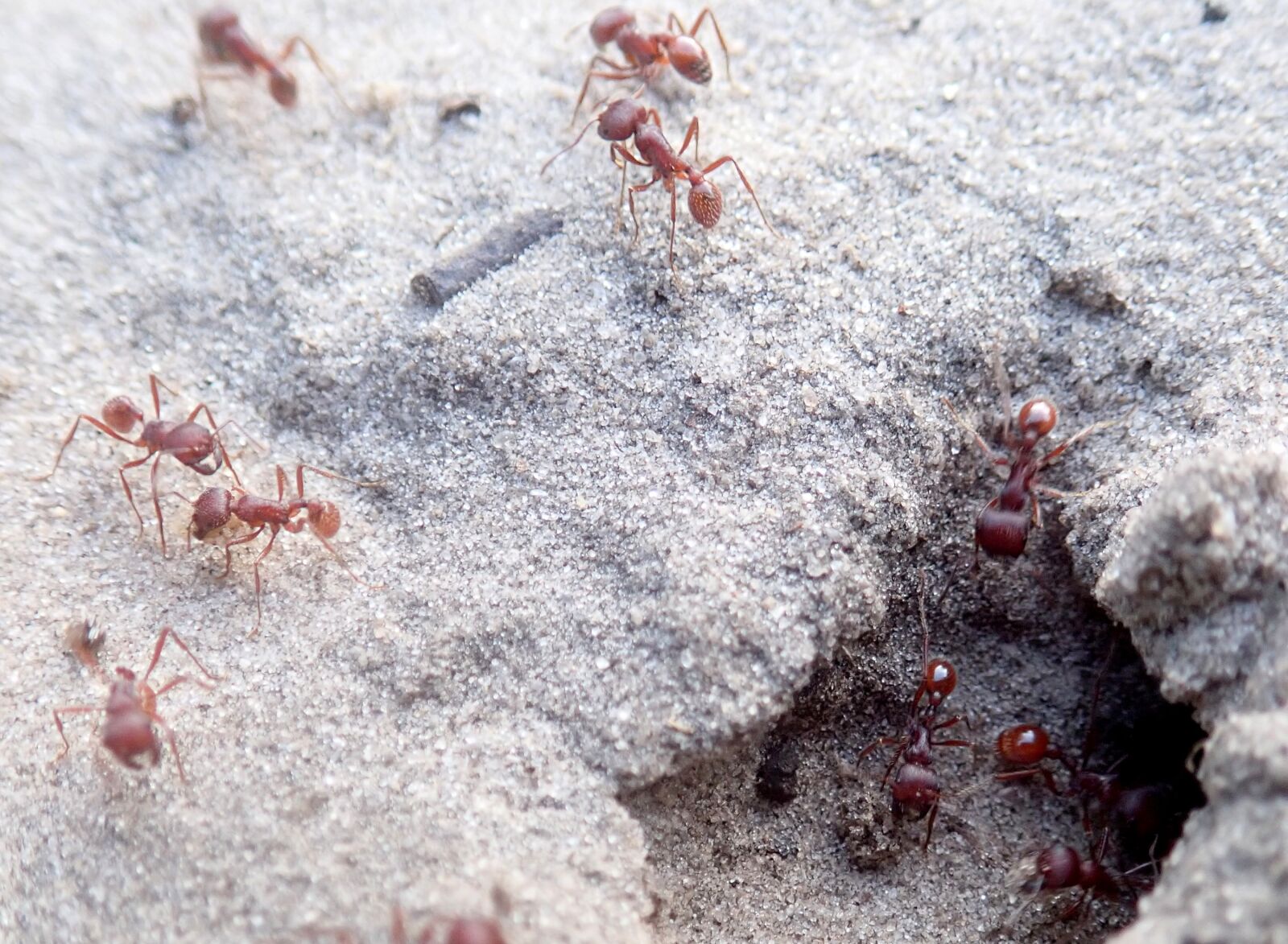 Olympus TG-5 sample photo. Ant, nature, sand photography
