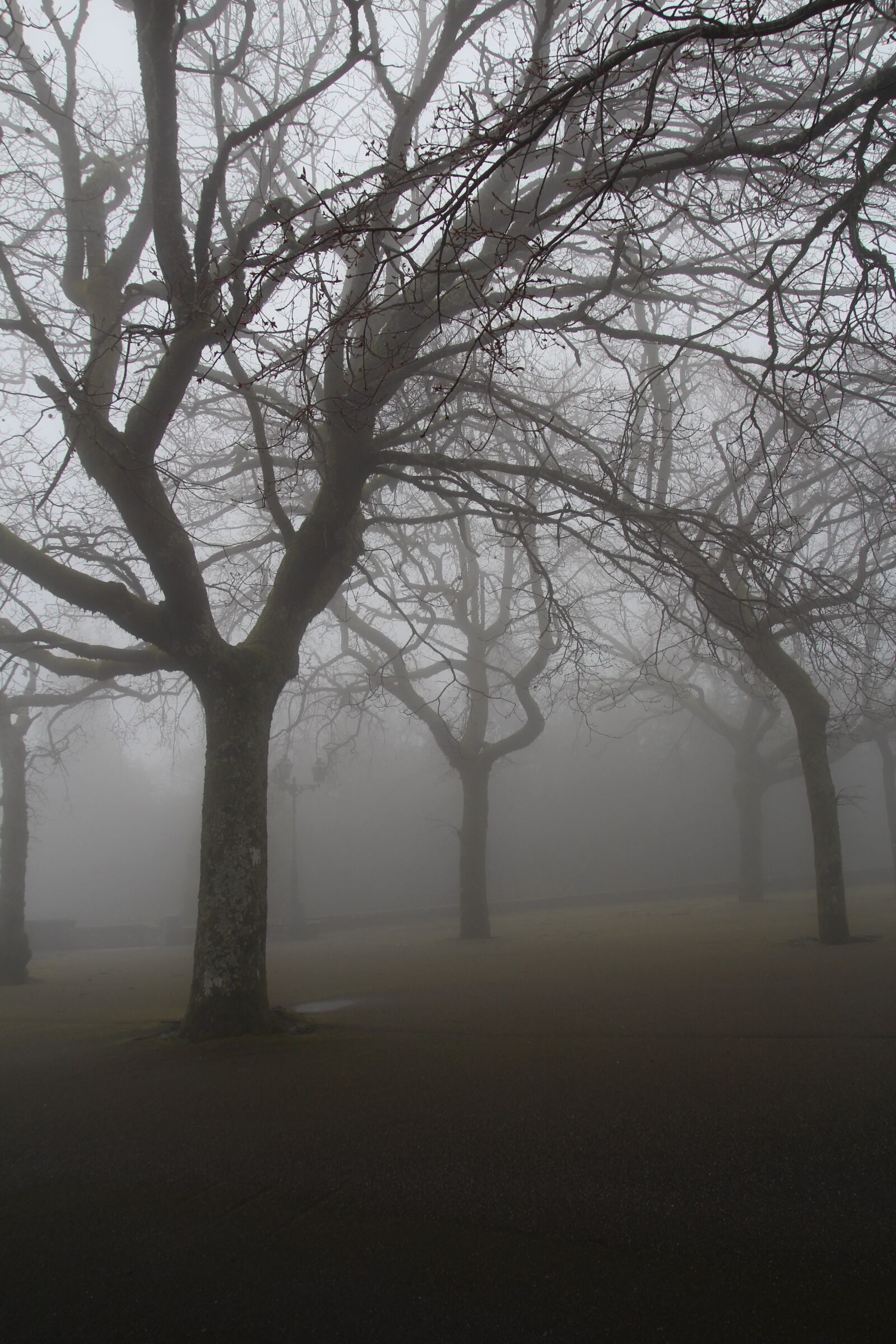 Canon EOS 600D (Rebel EOS T3i / EOS Kiss X5) sample photo. Foggy, garden, tree photography