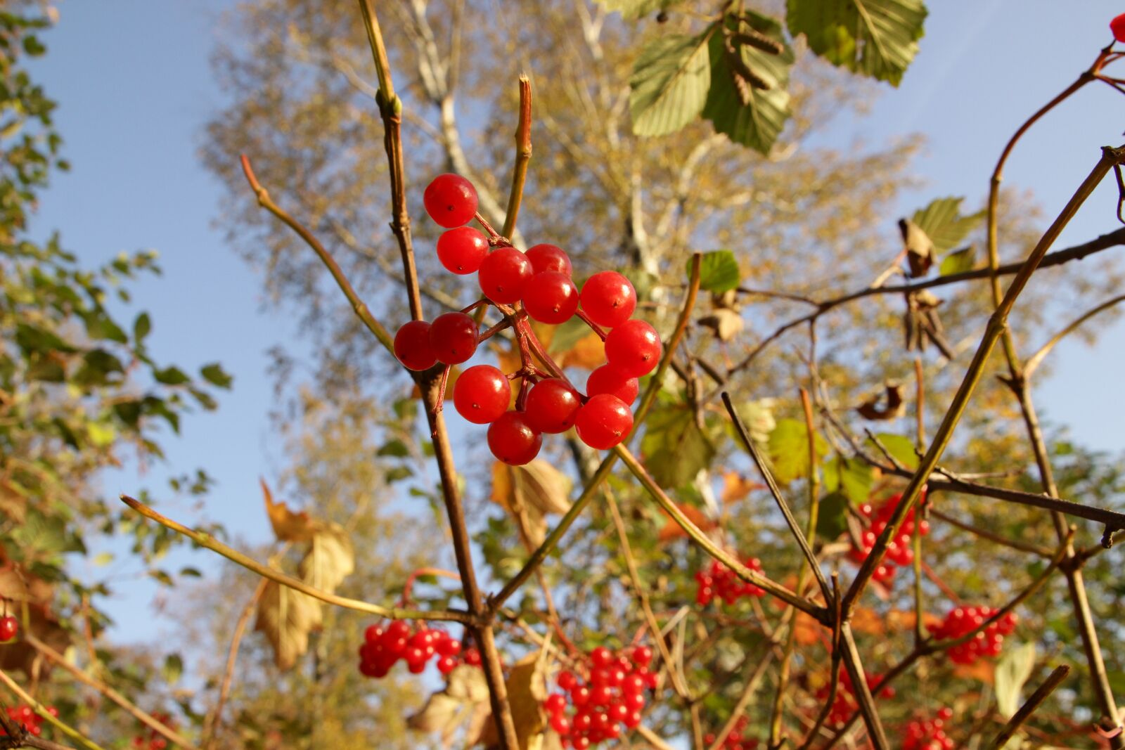 Canon EOS 600D (Rebel EOS T3i / EOS Kiss X5) sample photo. "Viburnum, red berries, bush" photography
