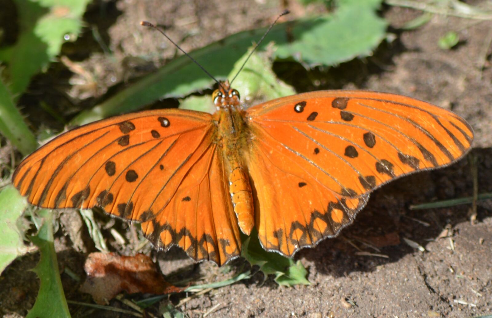 Nikon D5200 sample photo. Butterfly, nature, orange photography