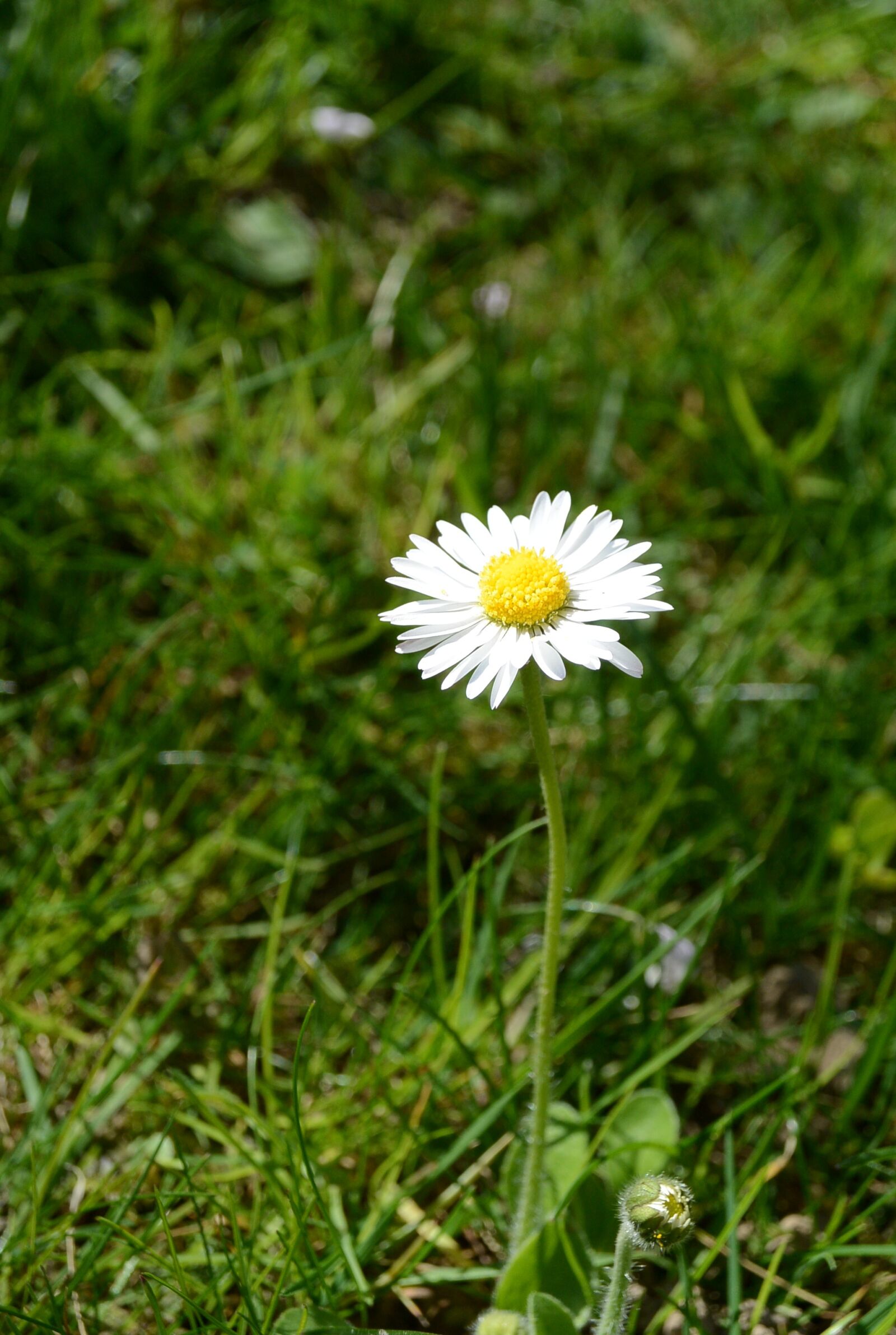 Nikon 1 S1 sample photo. Daisy, flower, spring photography