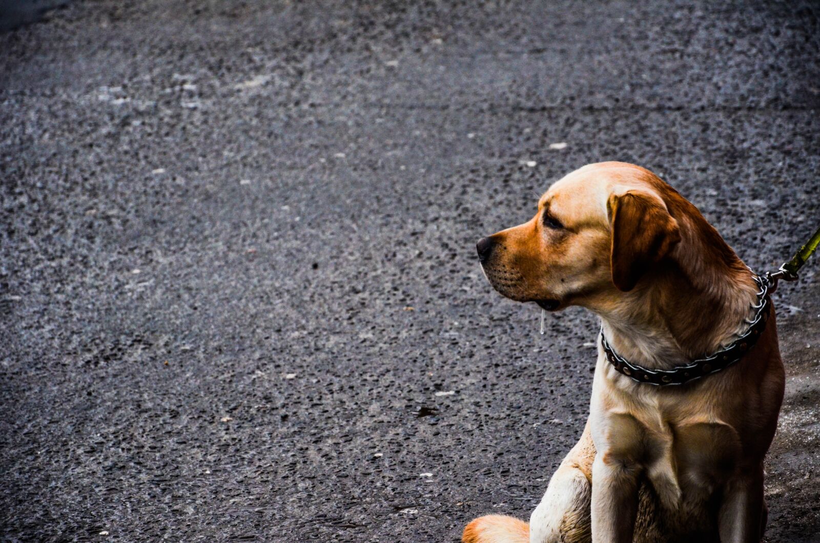 Nikon D5100 sample photo. Dog, animal, pet photography