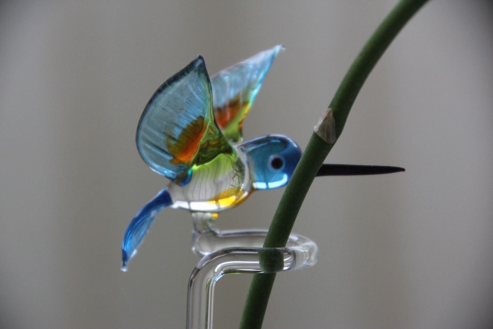 Canon EOS 60D sample photo. Hummingbird, orchid, plant photography