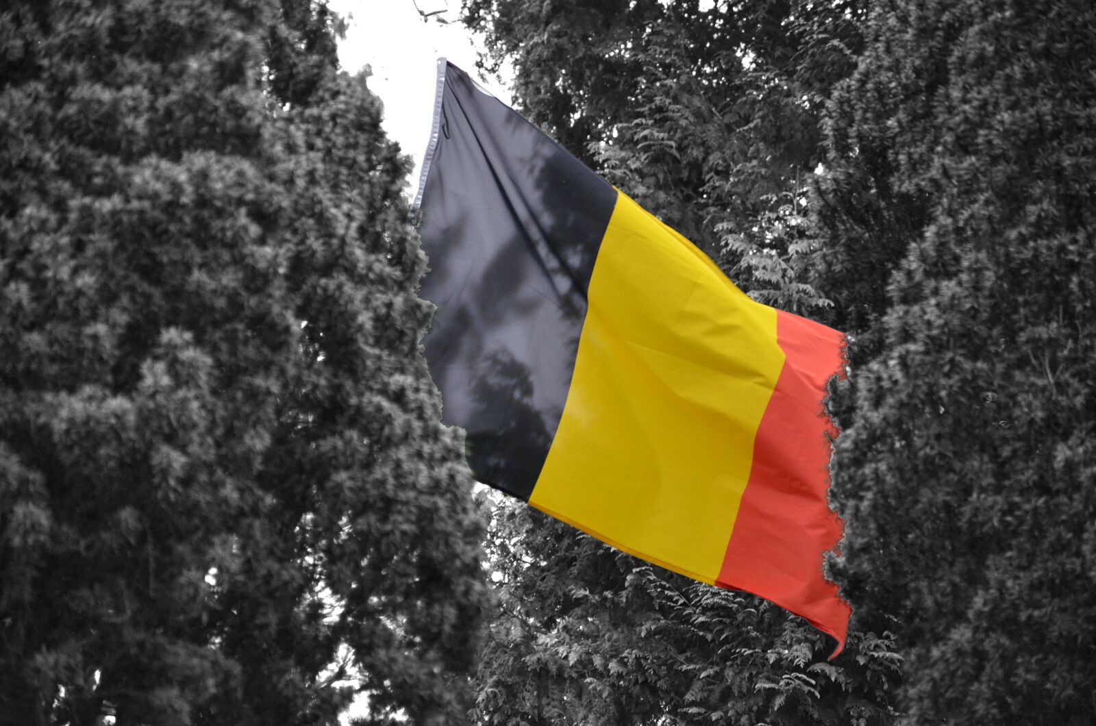 Nikon D5100 sample photo. Black white, belgian, flag photography