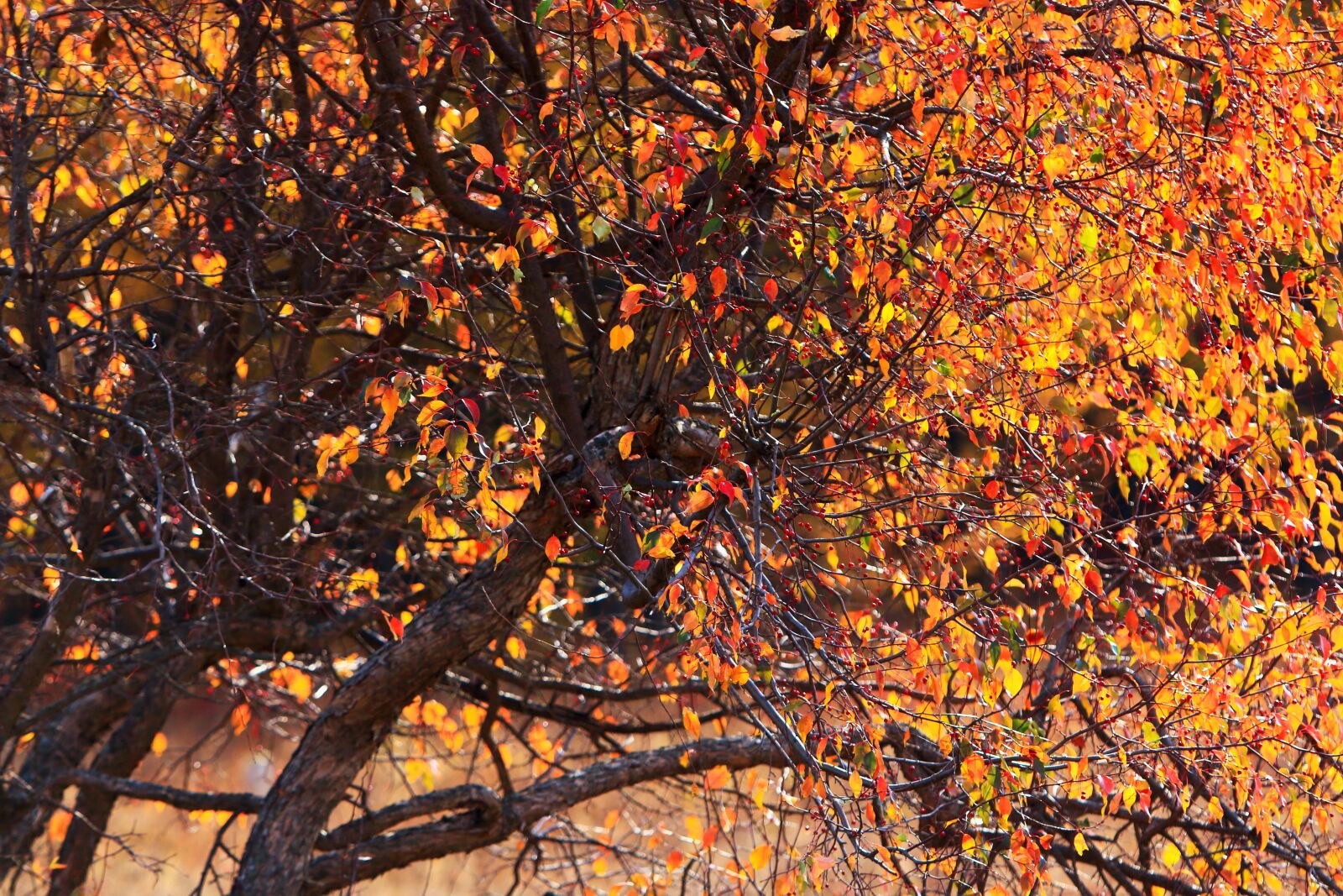 Canon EOS 70D sample photo. Leaf, autumn, tree photography