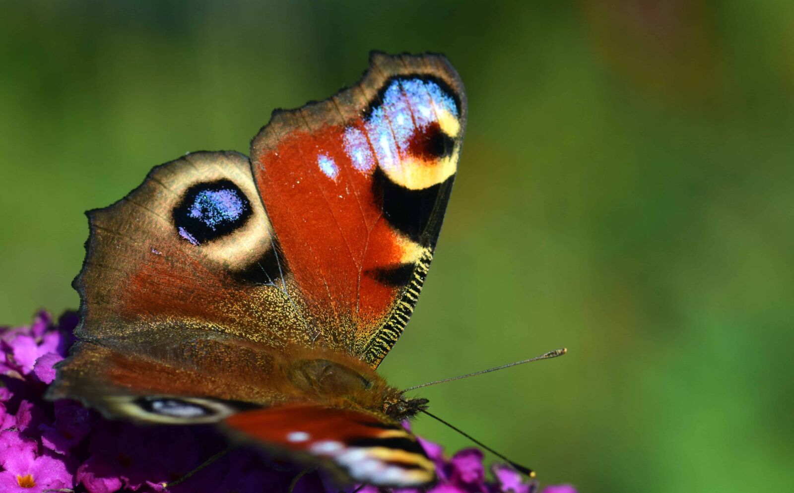 Nikon D3300 sample photo. Butterfly, wildlife, macro, daylight photography