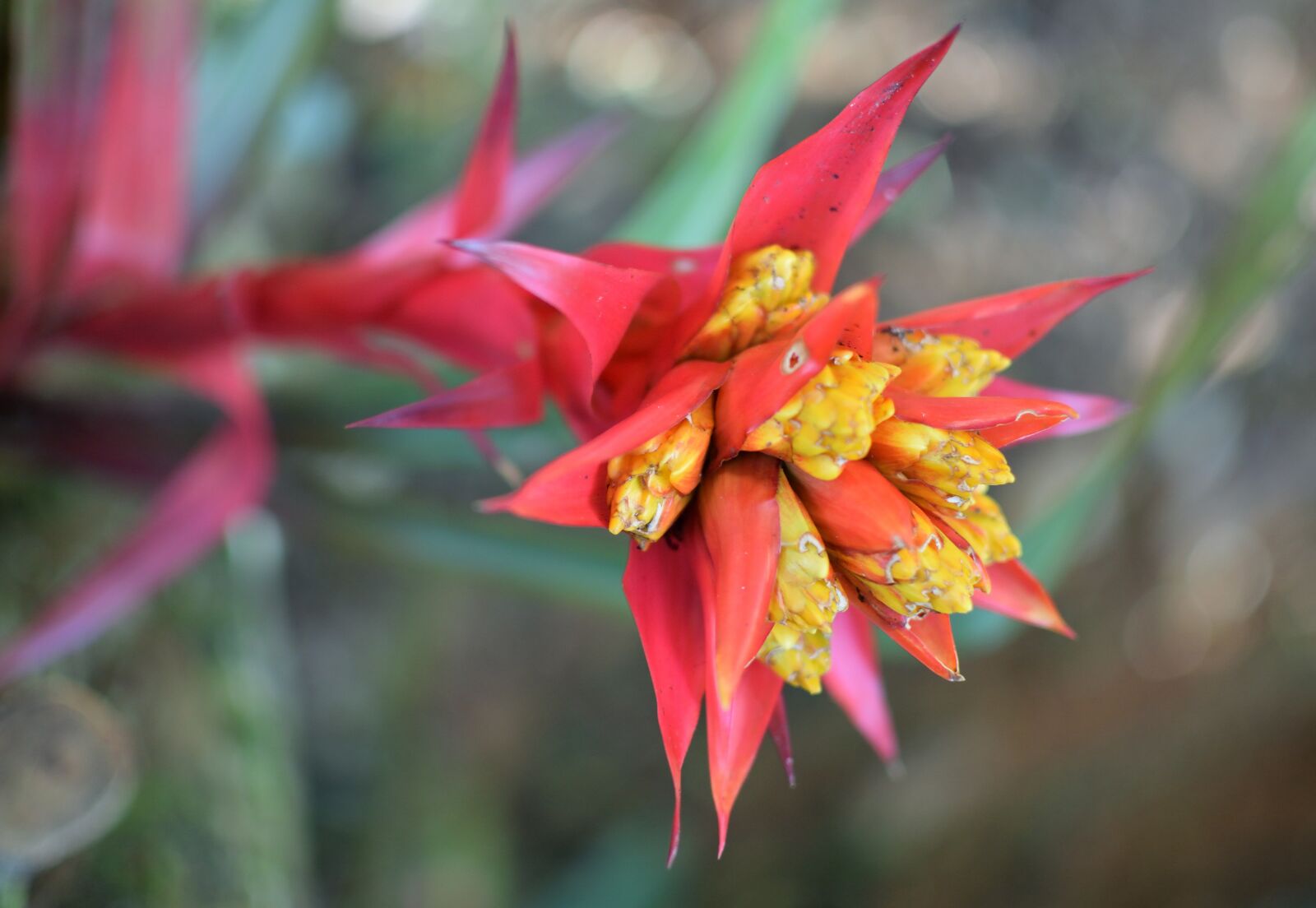 Nikon D5300 sample photo. Flower, flor exotica, tropical photography