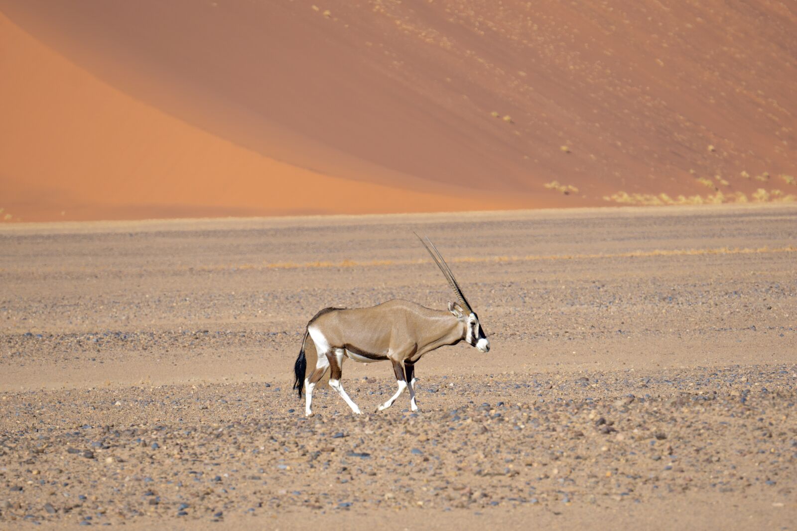 Sony a6000 sample photo. Desert, animal, oryx photography