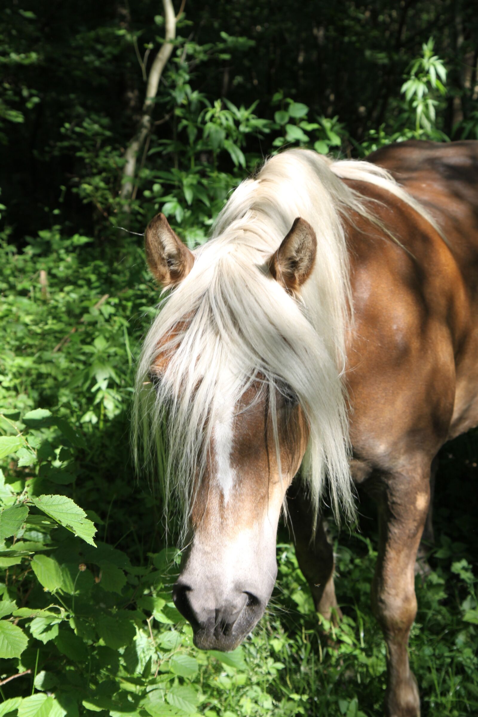 Canon EOS 50D sample photo. Haflinger, horse, animal photography