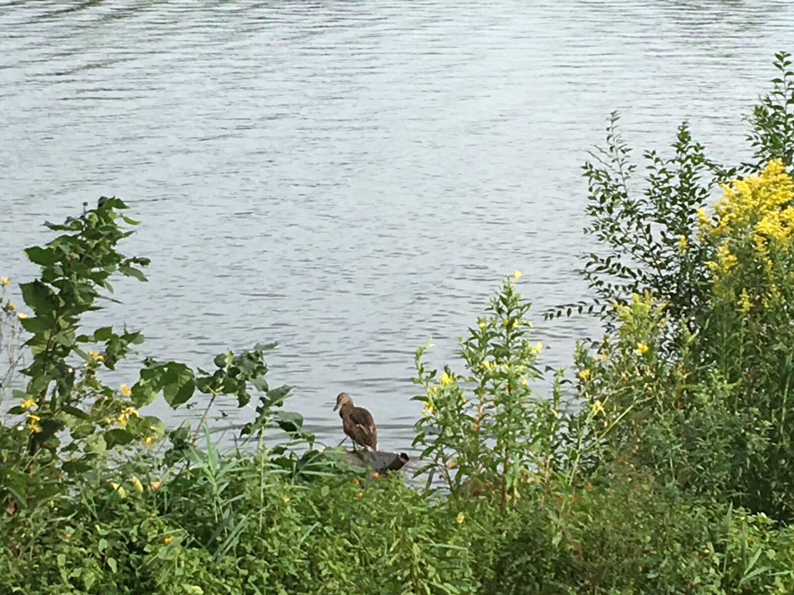 iPhone SE back camera 4.15mm f/2.2 sample photo. Lake, nature, duck photography