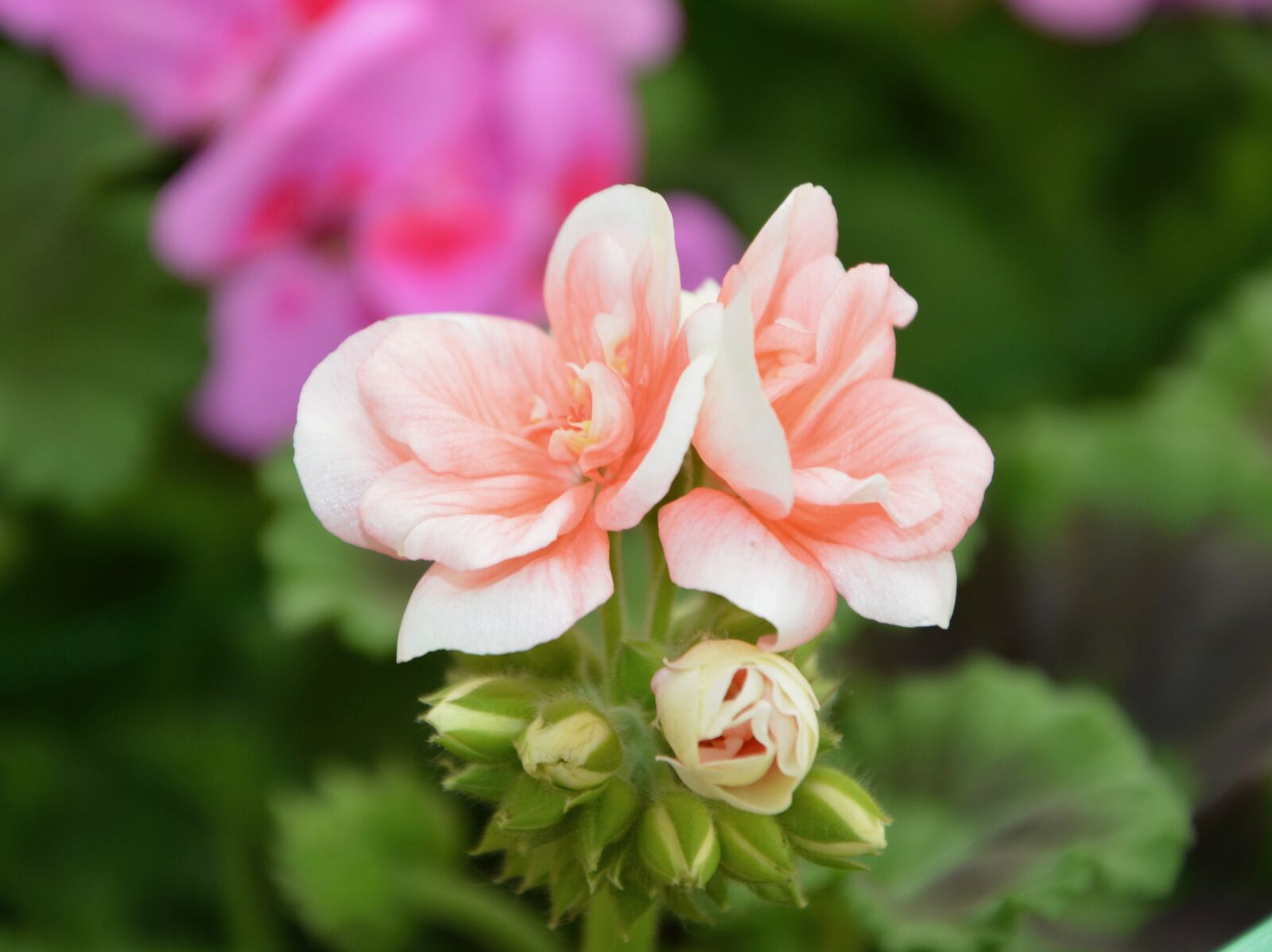 Nikon D5200 sample photo. Flower, geranium color salmon photography