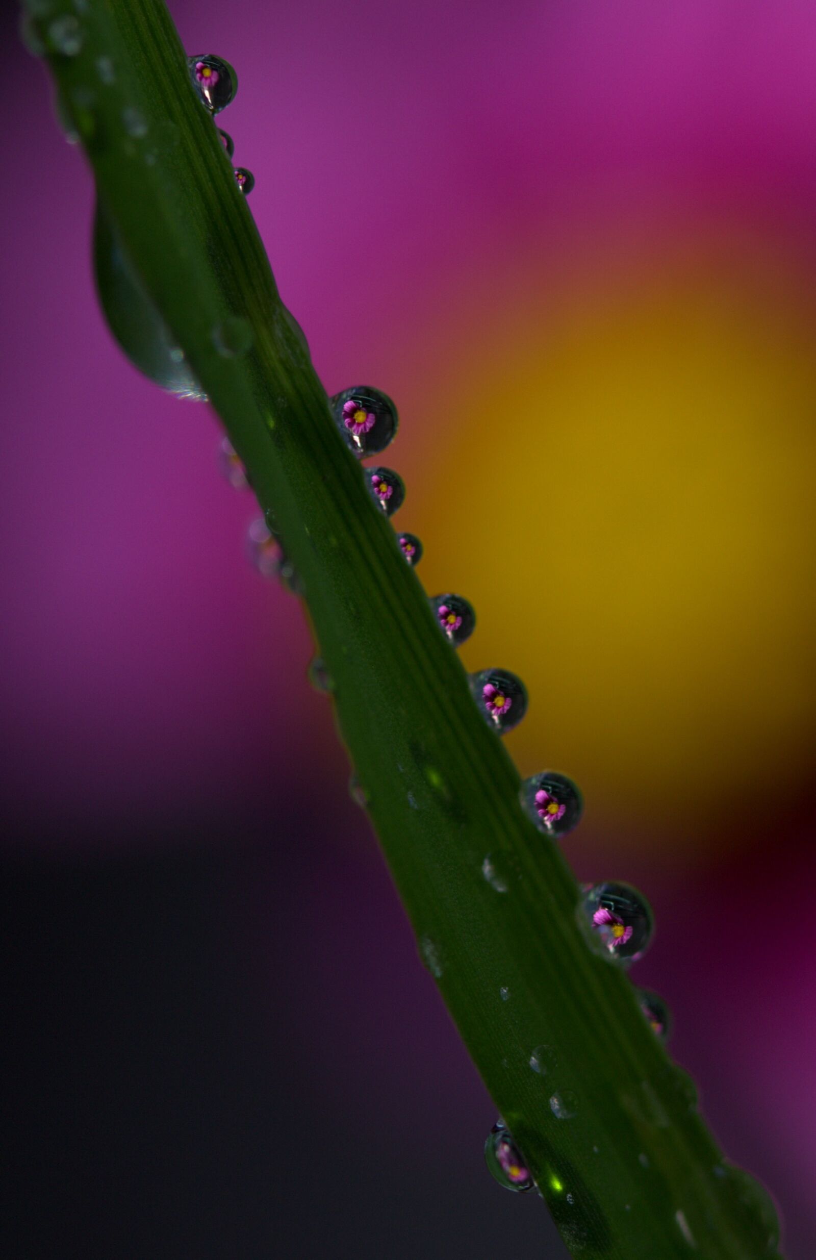 Canon EF-S 60mm F2.8 Macro USM sample photo. Drops, plant, macro photography