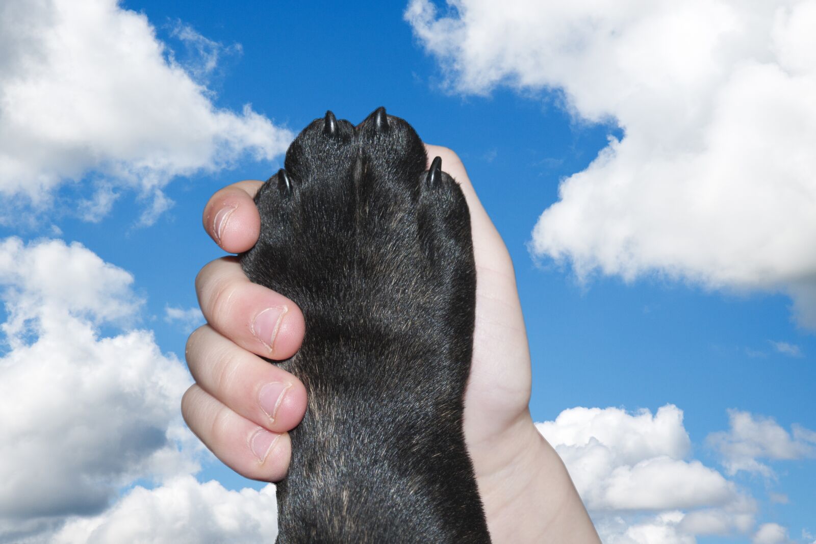 Canon EOS 7D Mark II sample photo. Dog, paw, hand photography
