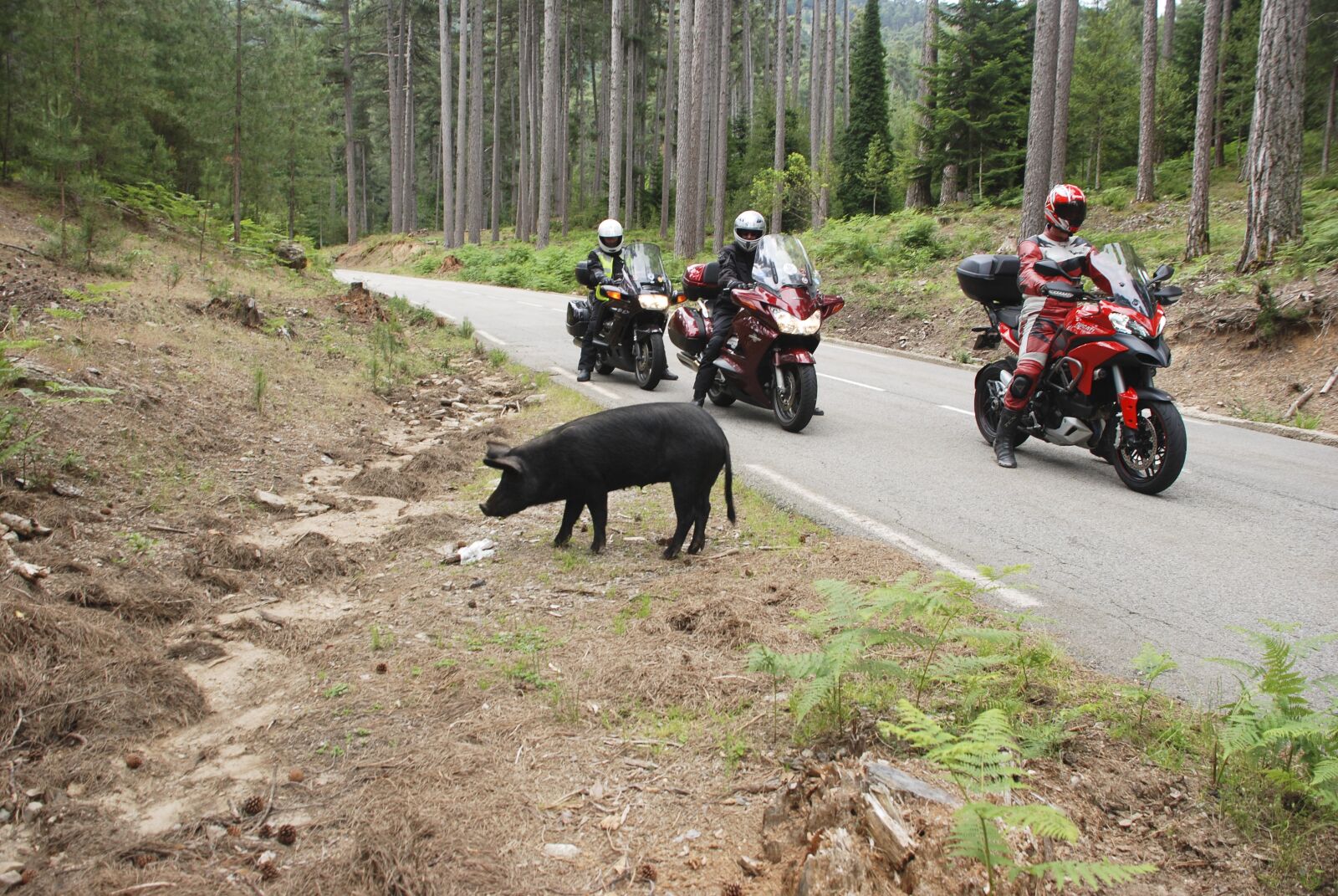 Nikon D80 sample photo. Motorcycling, mountain roads, corsica photography