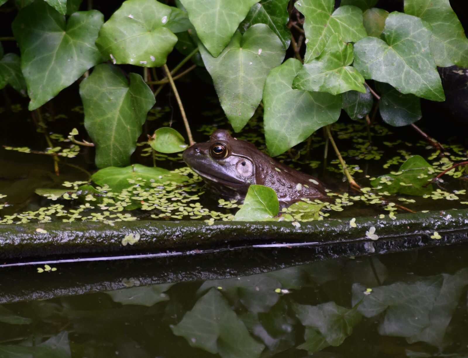 Nikon D3300 sample photo. Bullfrog, frog, amphibian photography