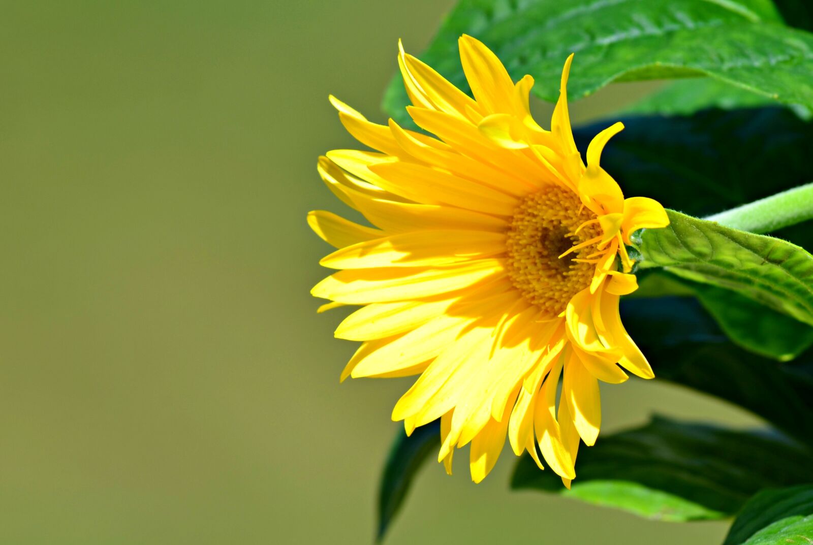 Nikon D5100 sample photo. Flower, nature, natural photography