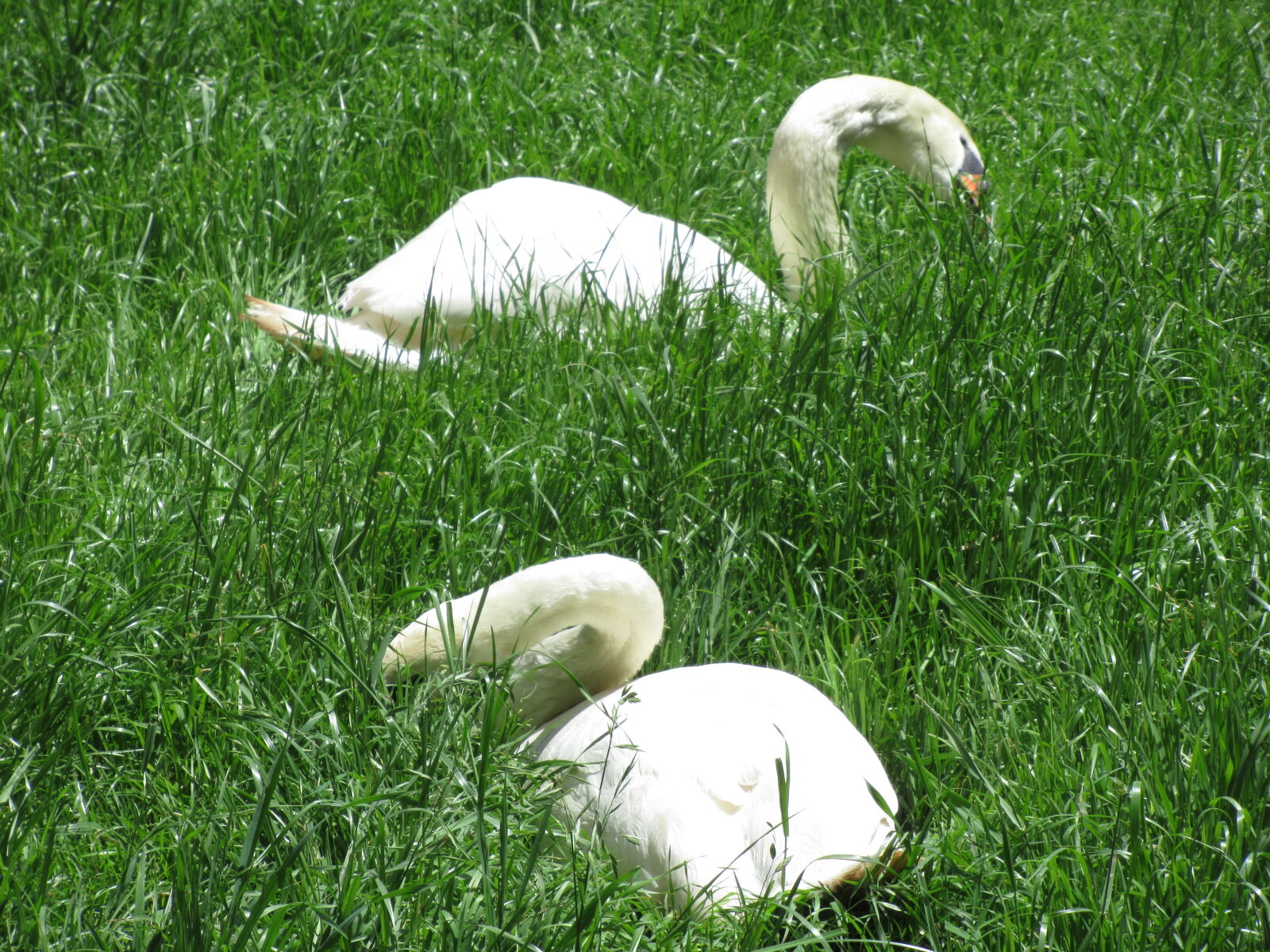 Canon PowerShot SX620 HS sample photo. Birds, eat, farm, feathers photography