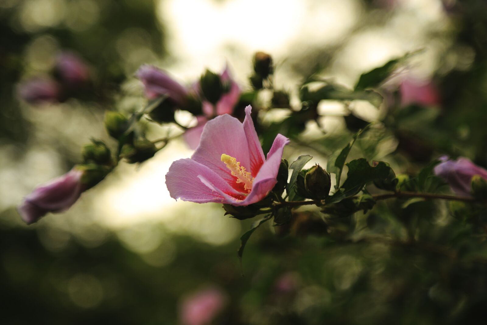 Canon EOS 6D + Canon EF 24-105mm F4L IS USM sample photo. National flower, pink, tough photography