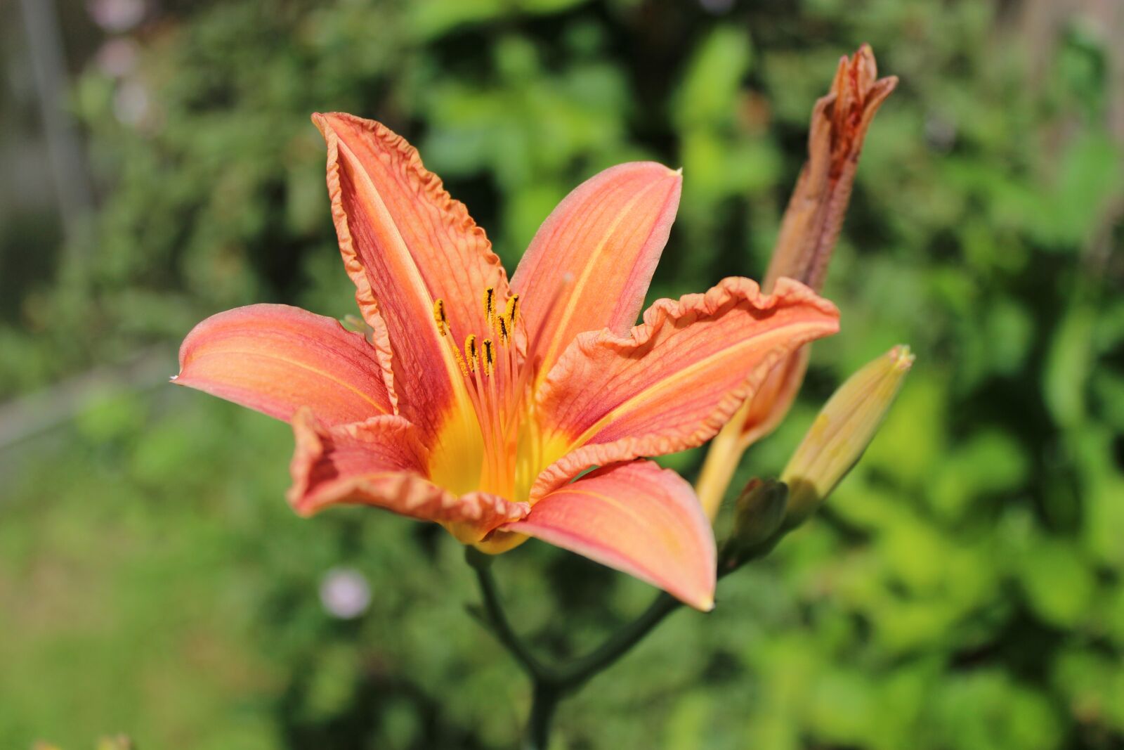 Canon EOS 600D (Rebel EOS T3i / EOS Kiss X5) sample photo. Lily, flowers, blossom photography