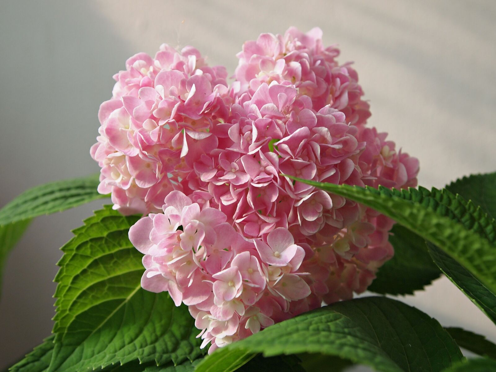 Olympus PEN E-PL1 sample photo. Flowers, hydrangeas, pink photography