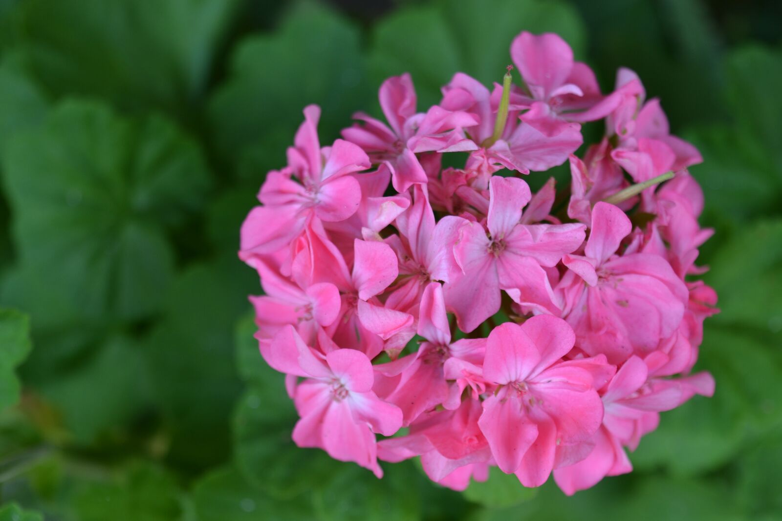 Nikon D3100 sample photo. Flower, nature, plant photography