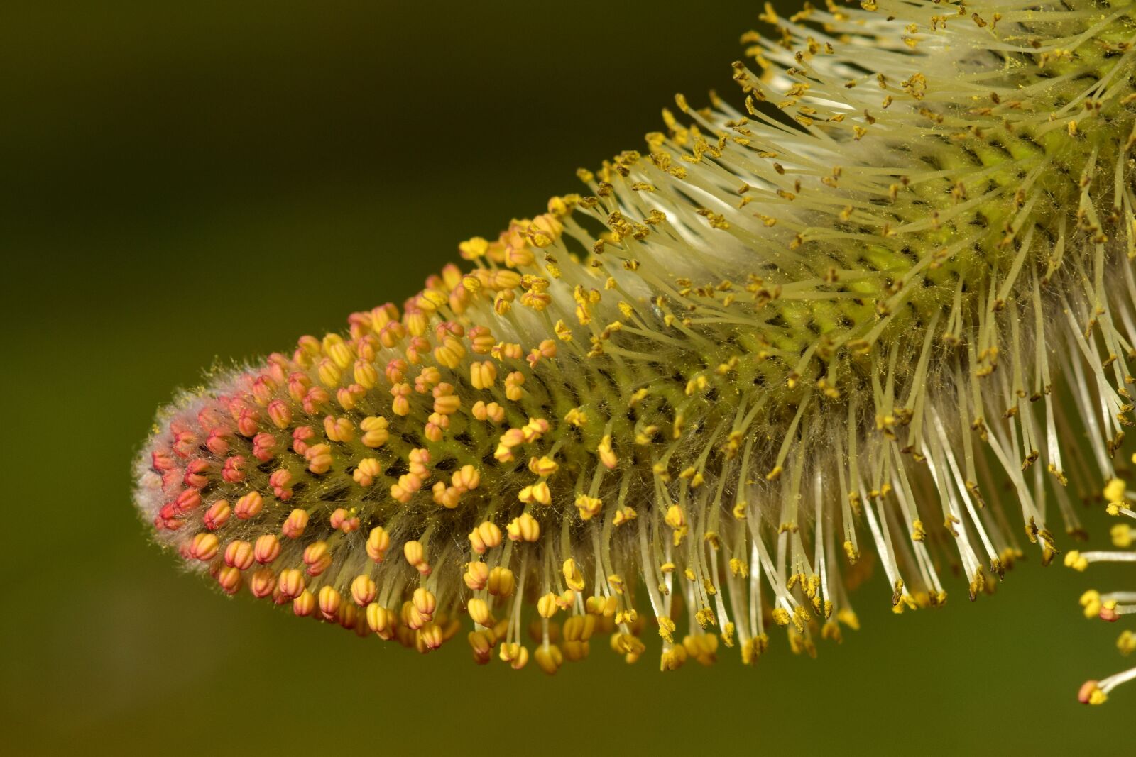 Nikon D3300 sample photo. Willow catkin, pasture, tender photography