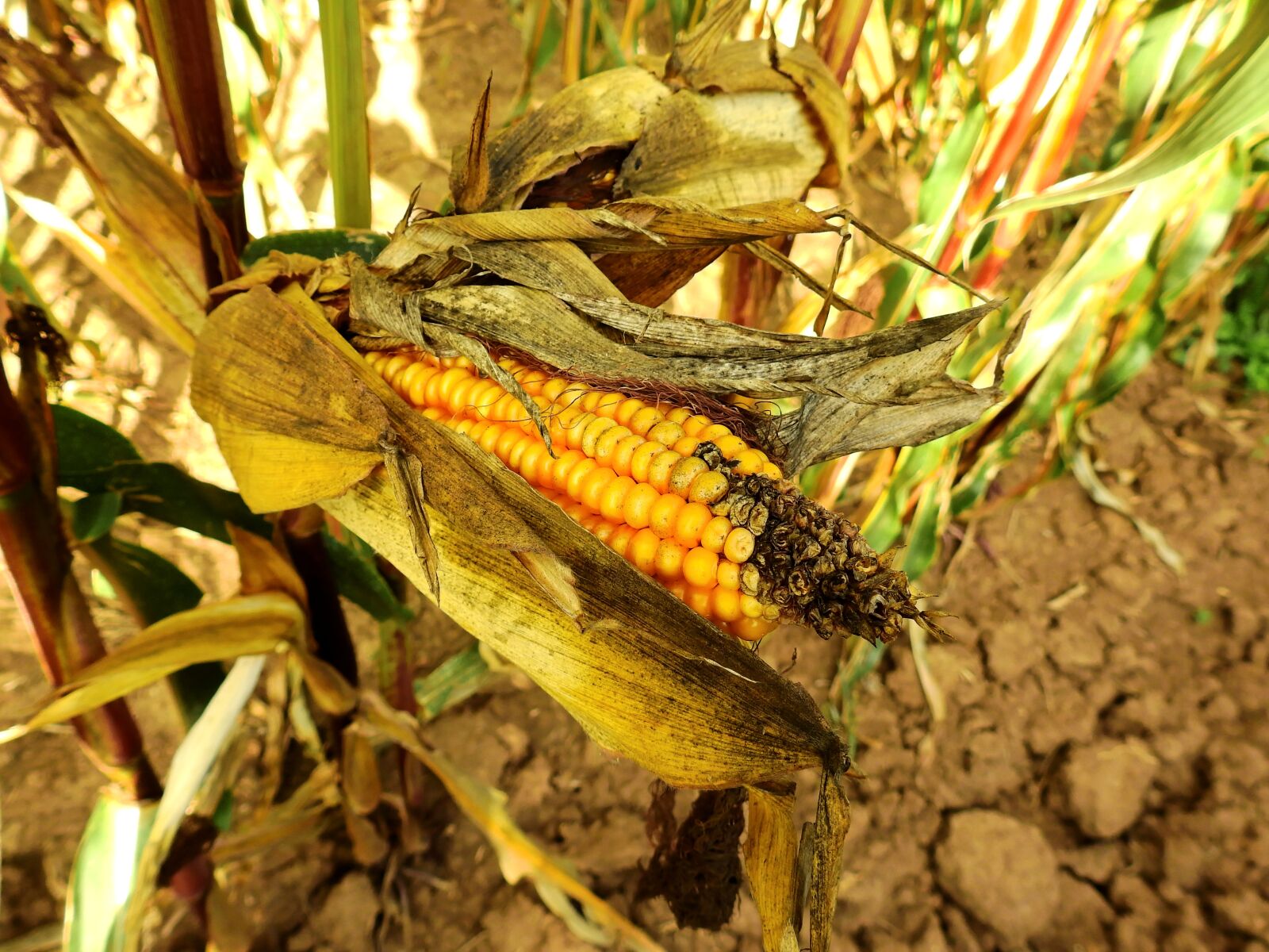 Nikon Coolpix P900 sample photo. Corn, ear, food photography
