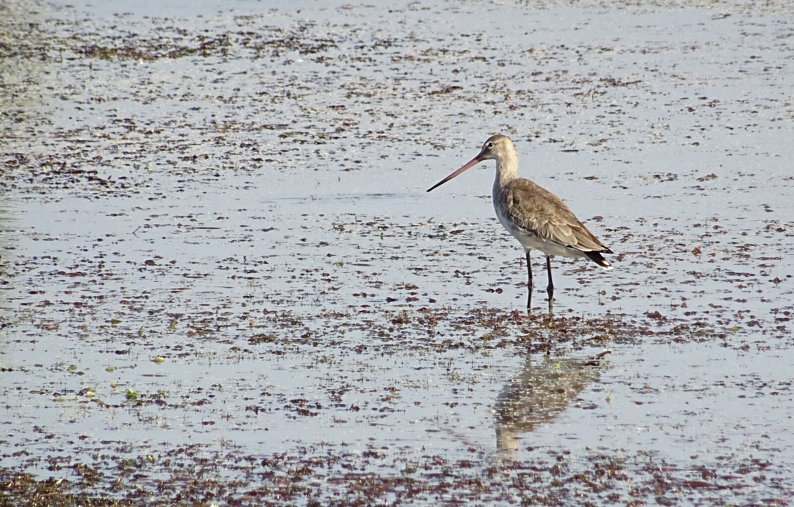 Sony DSC-HX60V sample photo. Bird, black-tailed godwit, limosa photography