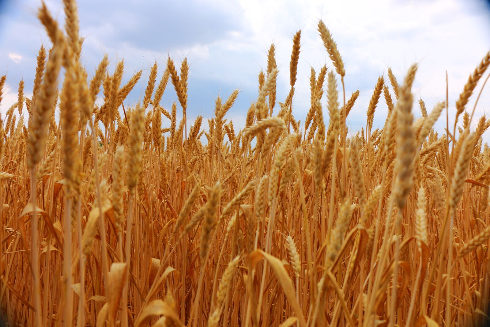 Canon EOS 70D sample photo. The grain, field, summer photography