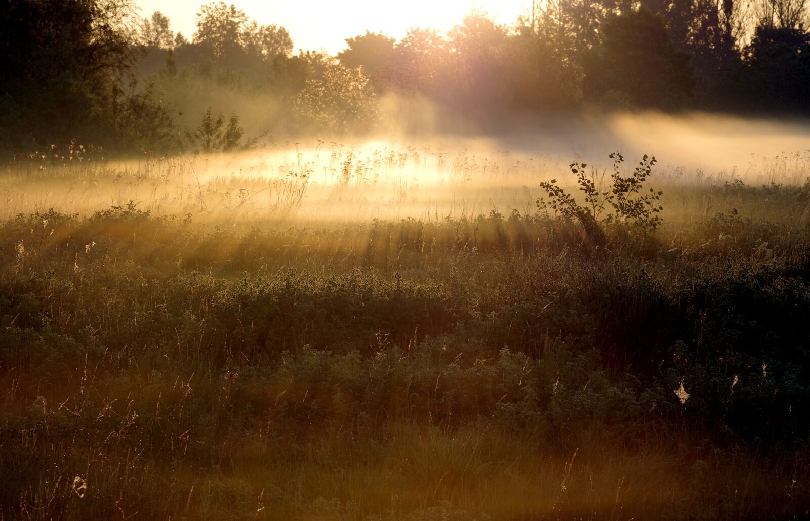 Pentax K-S2 sample photo. The fog, sunrise, the photography