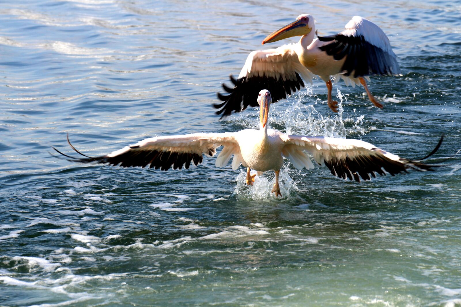Canon EOS 700D (EOS Rebel T5i / EOS Kiss X7i) sample photo. Pelicans, namibia, pelican point photography