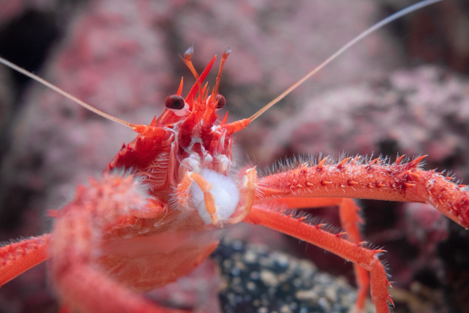 Nikon D5600 sample photo. Live, crawfish, cancer photography